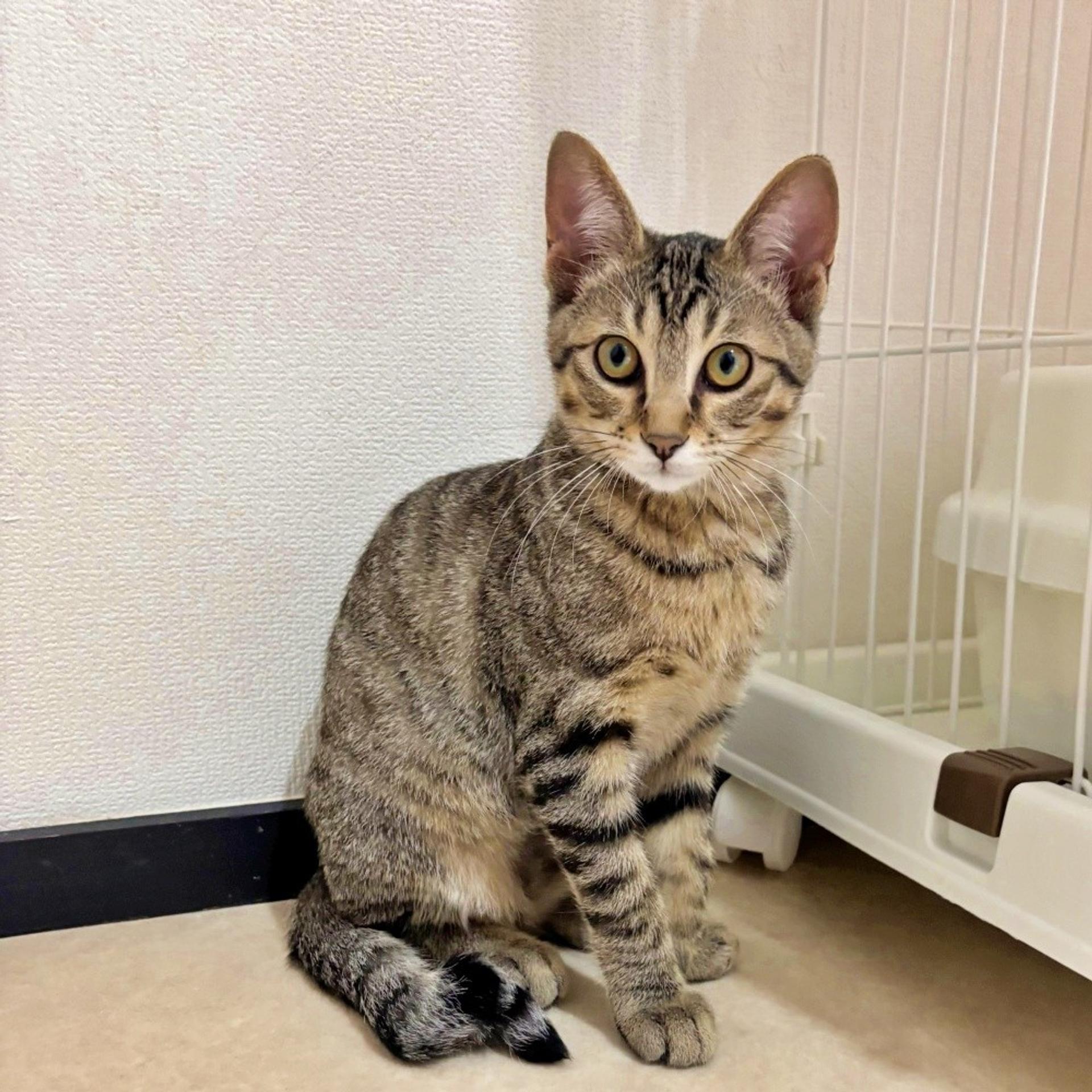 pet-image-2