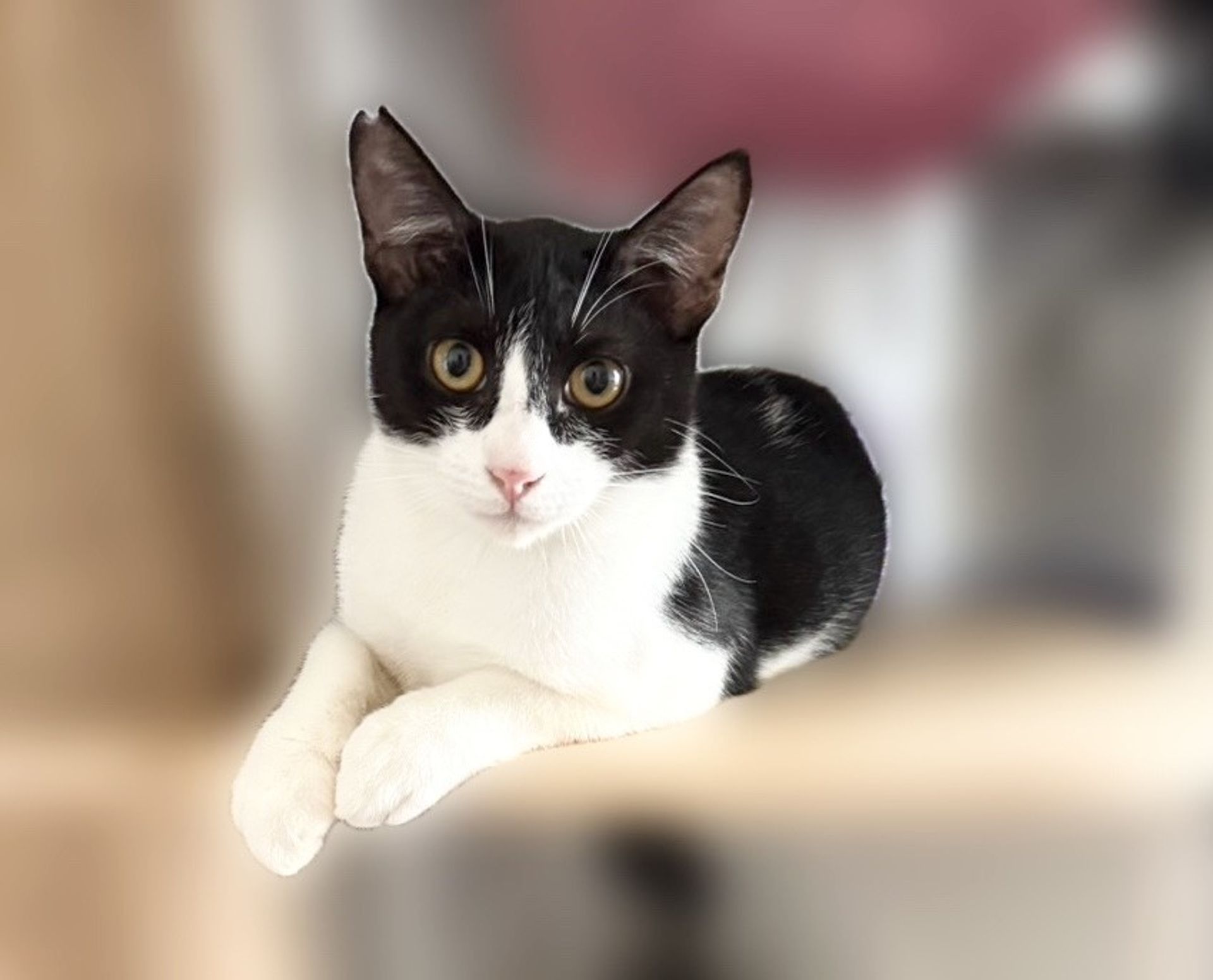 雑種（ミックス猫）・オスの里親募集の写真
