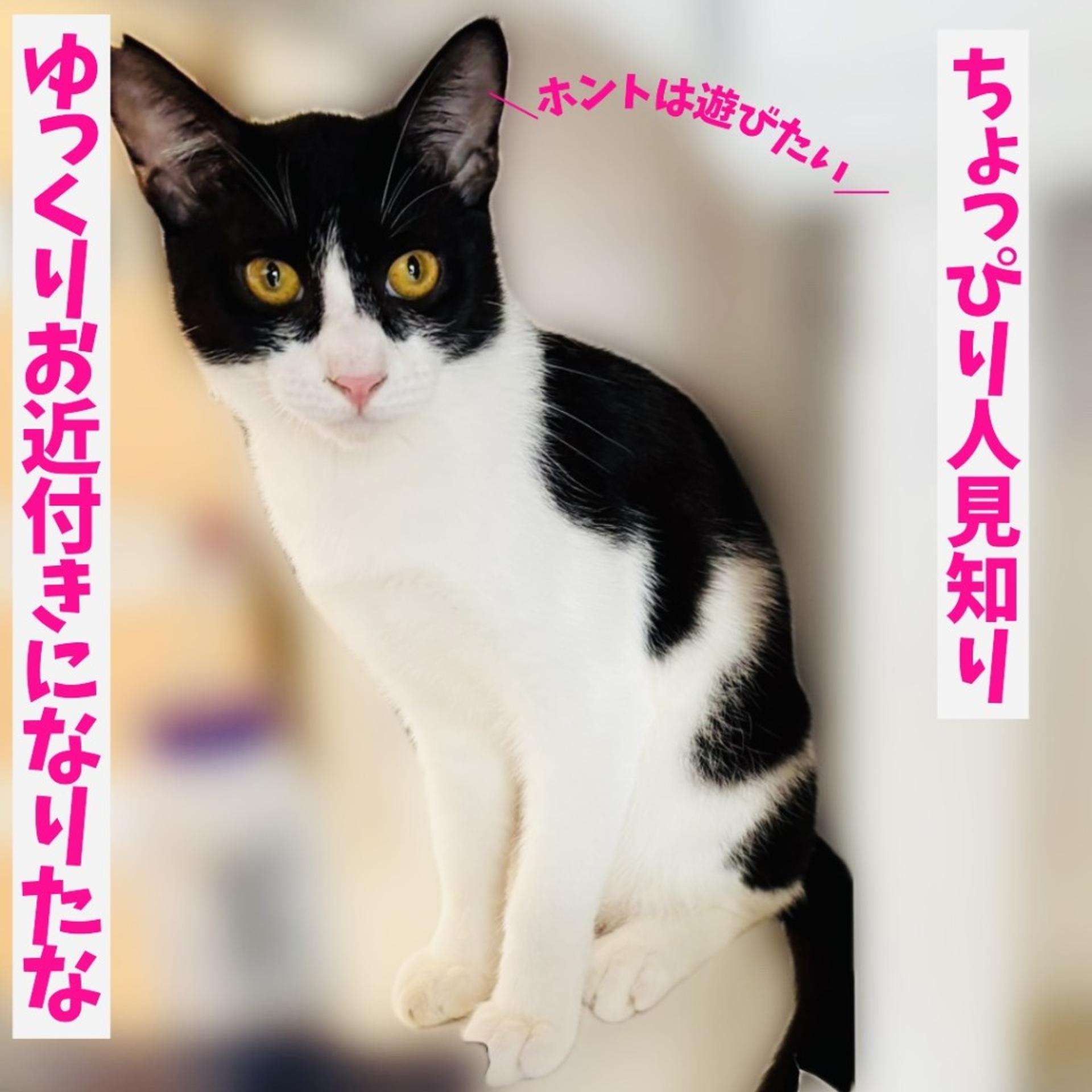 pet-image-4