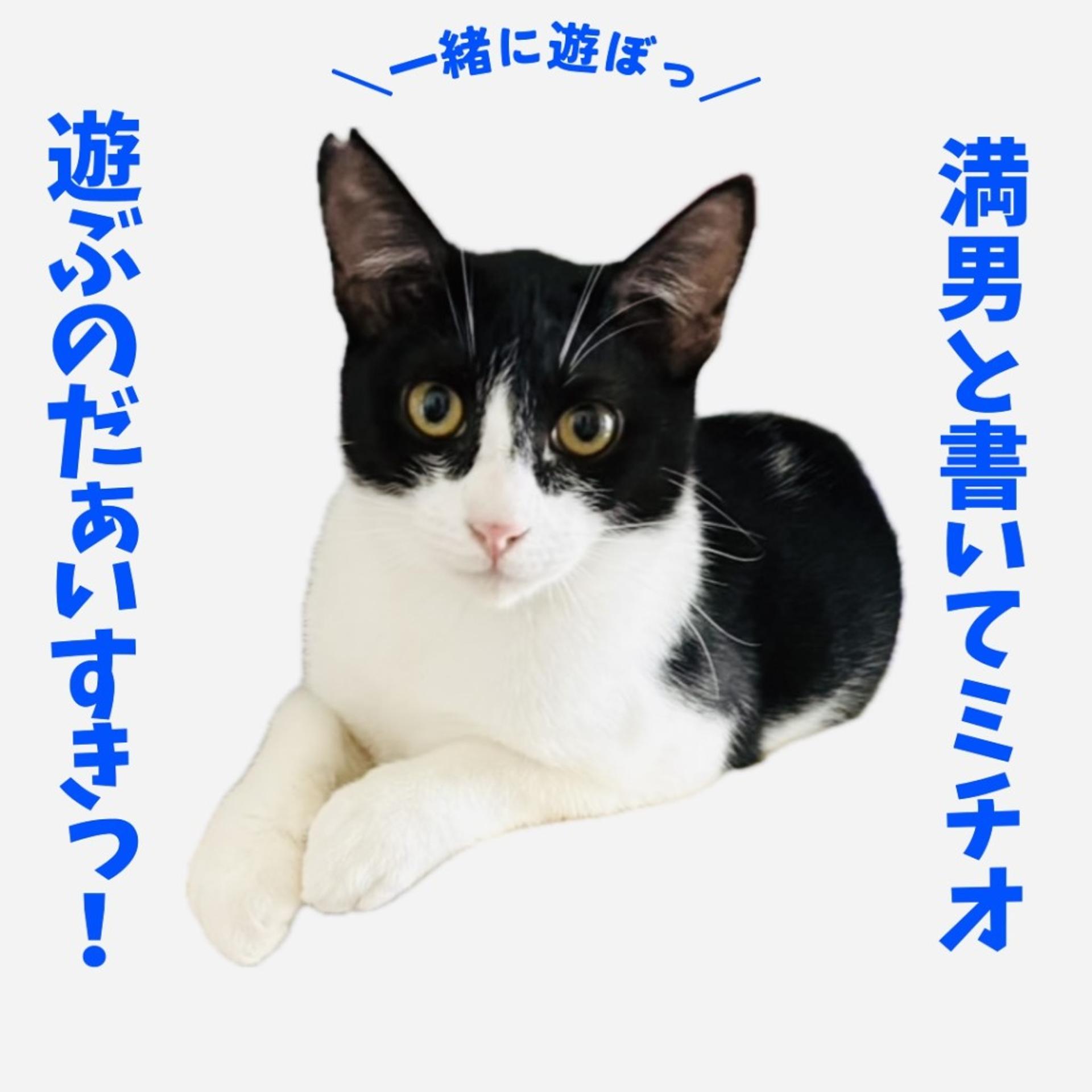 pet-image-5