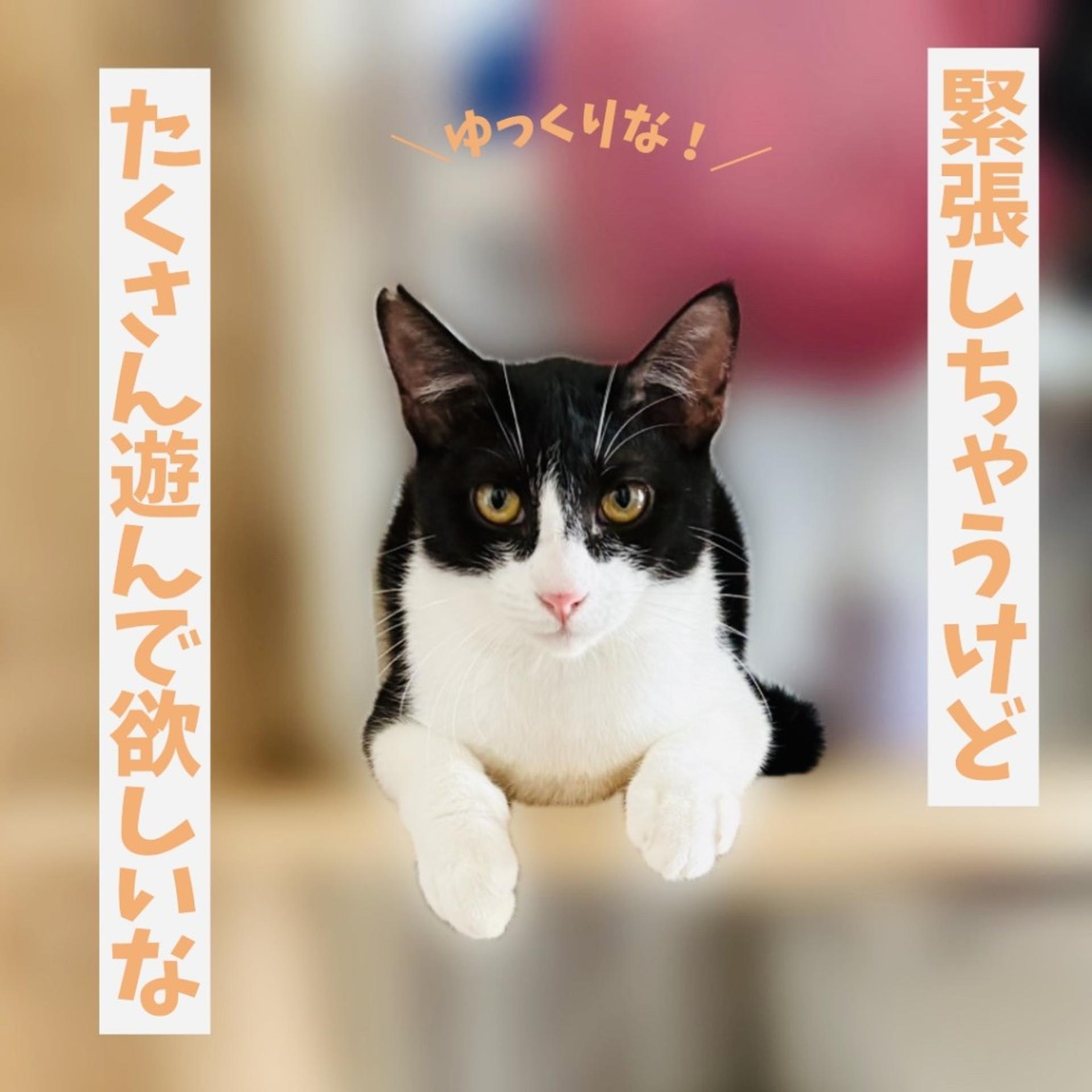 pet-image-6