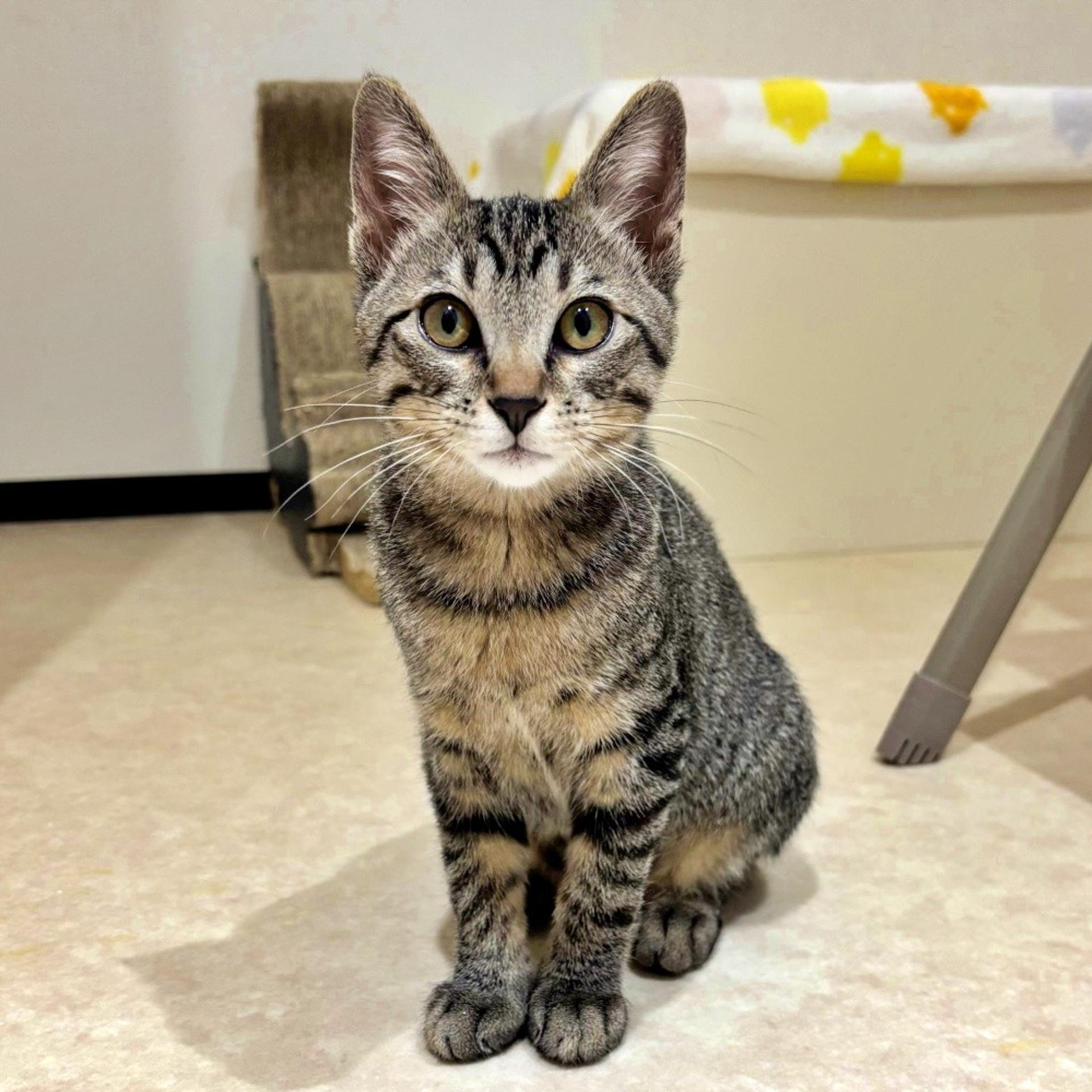 pet-image-3