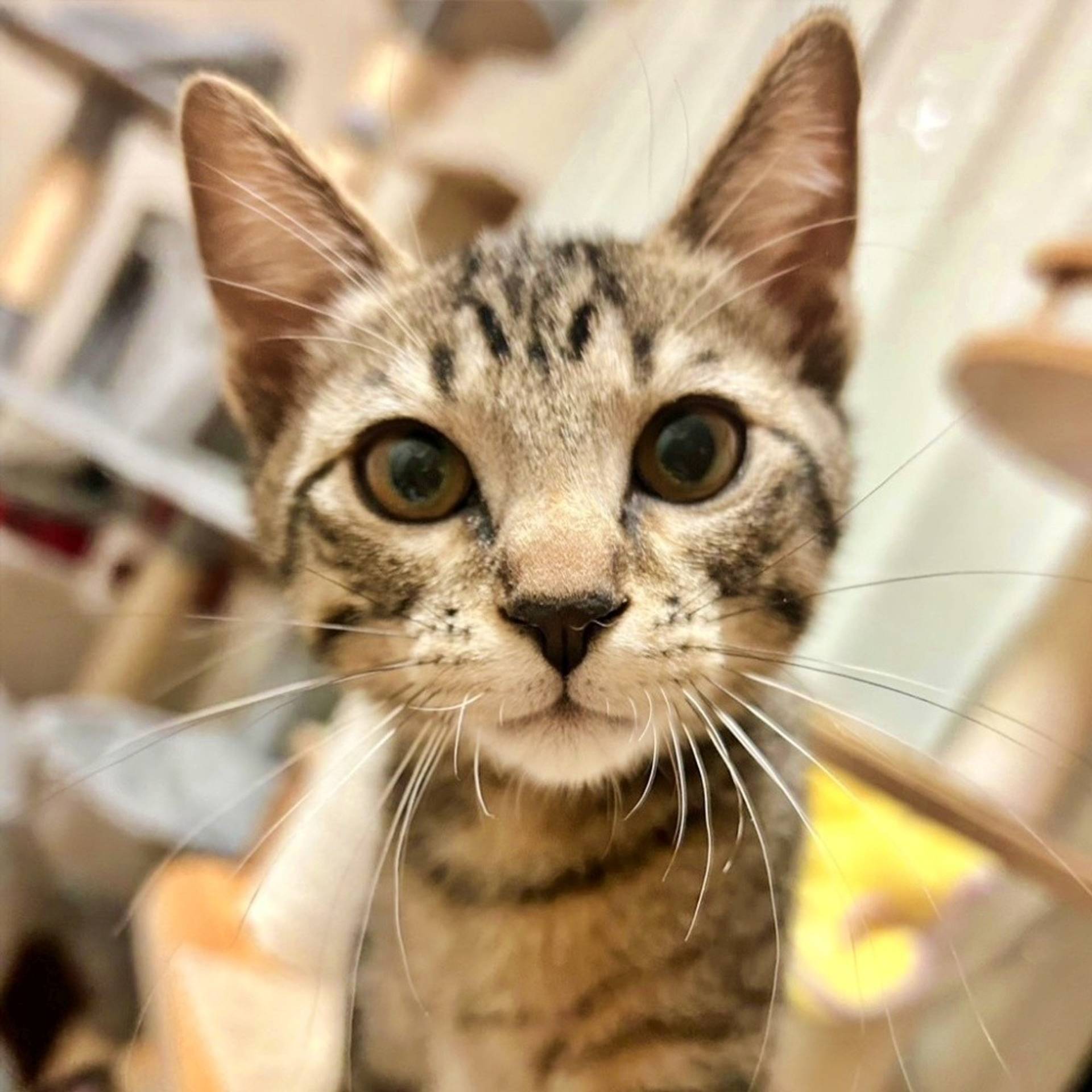 雑種（ミックス猫）・メスの里親募集の写真