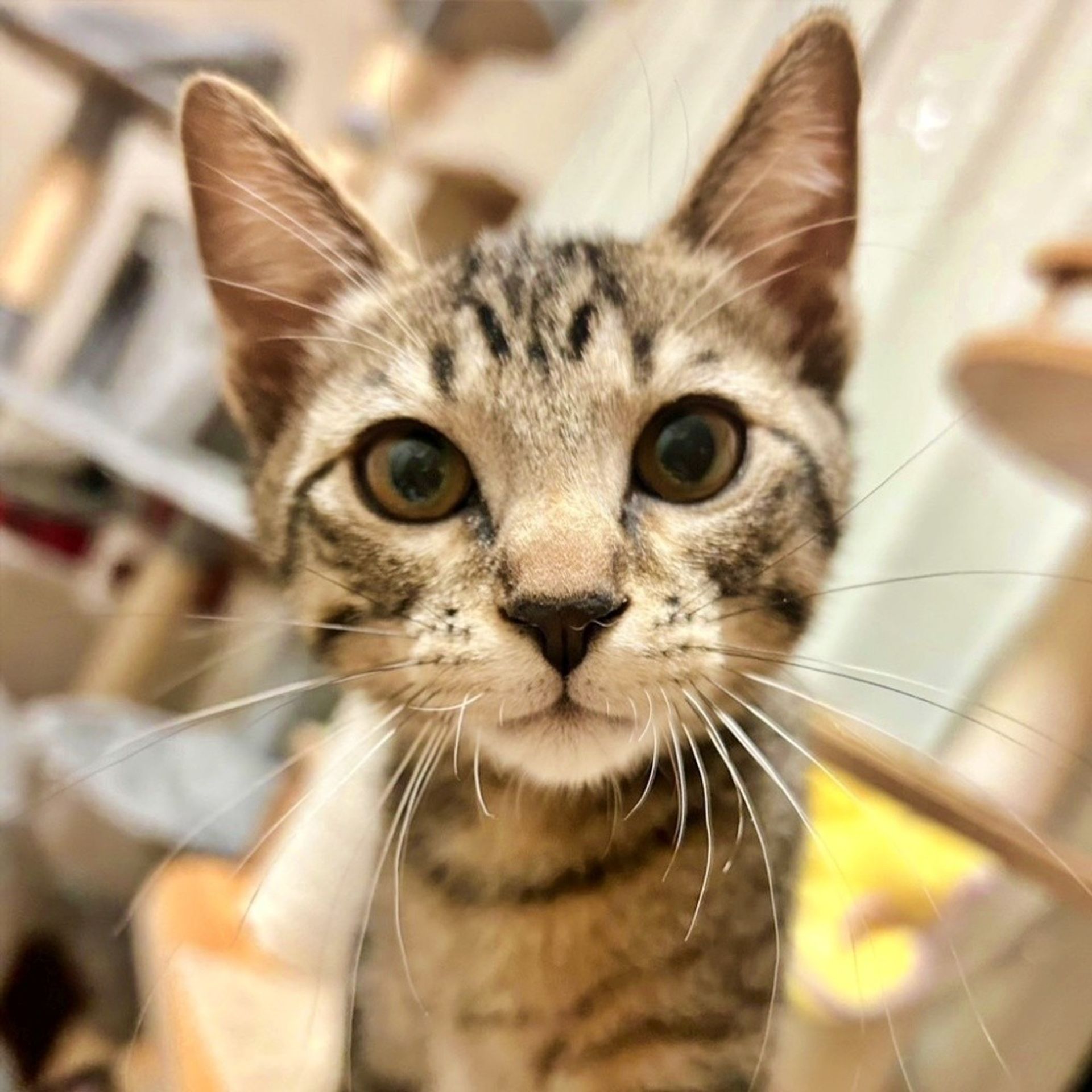 雑種（ミックス猫）・メスの里親募集の写真