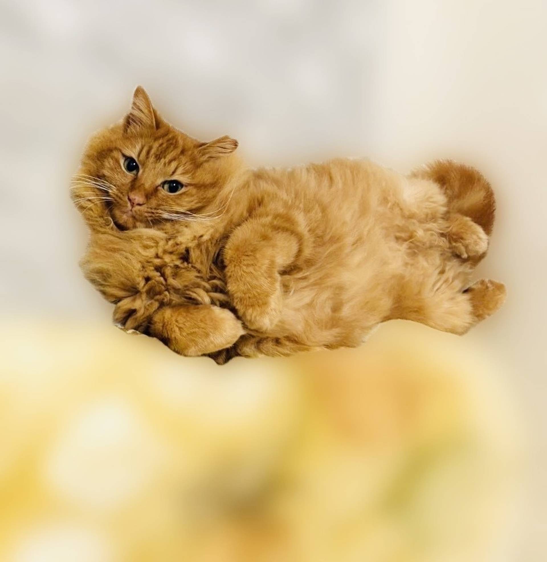 雑種（ミックス猫）・メスの里親募集の写真