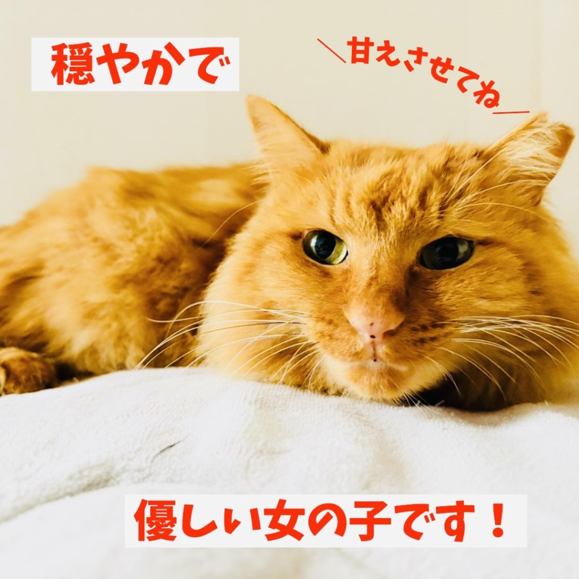 pet-image-2