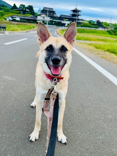 雑種（ミックス犬）・オスの里親募集の写真