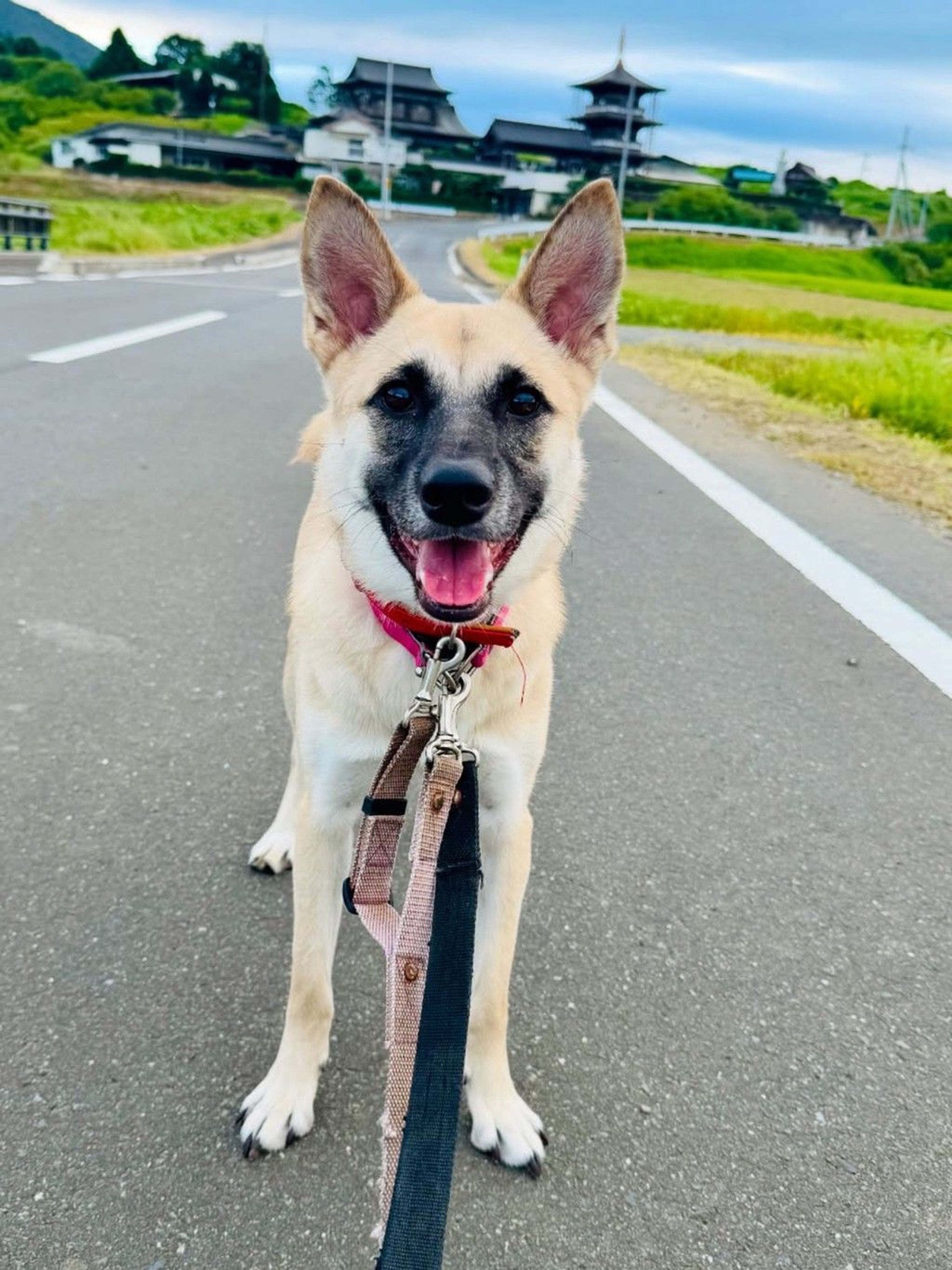 雑種（ミックス犬）・オスの里親募集の写真