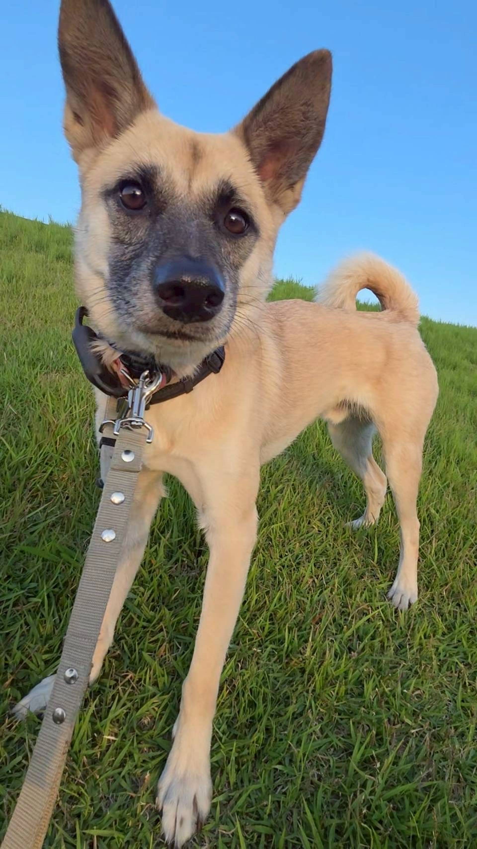 雑種（ミックス犬）・オスの里親募集の写真