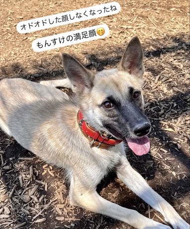 もんすけ