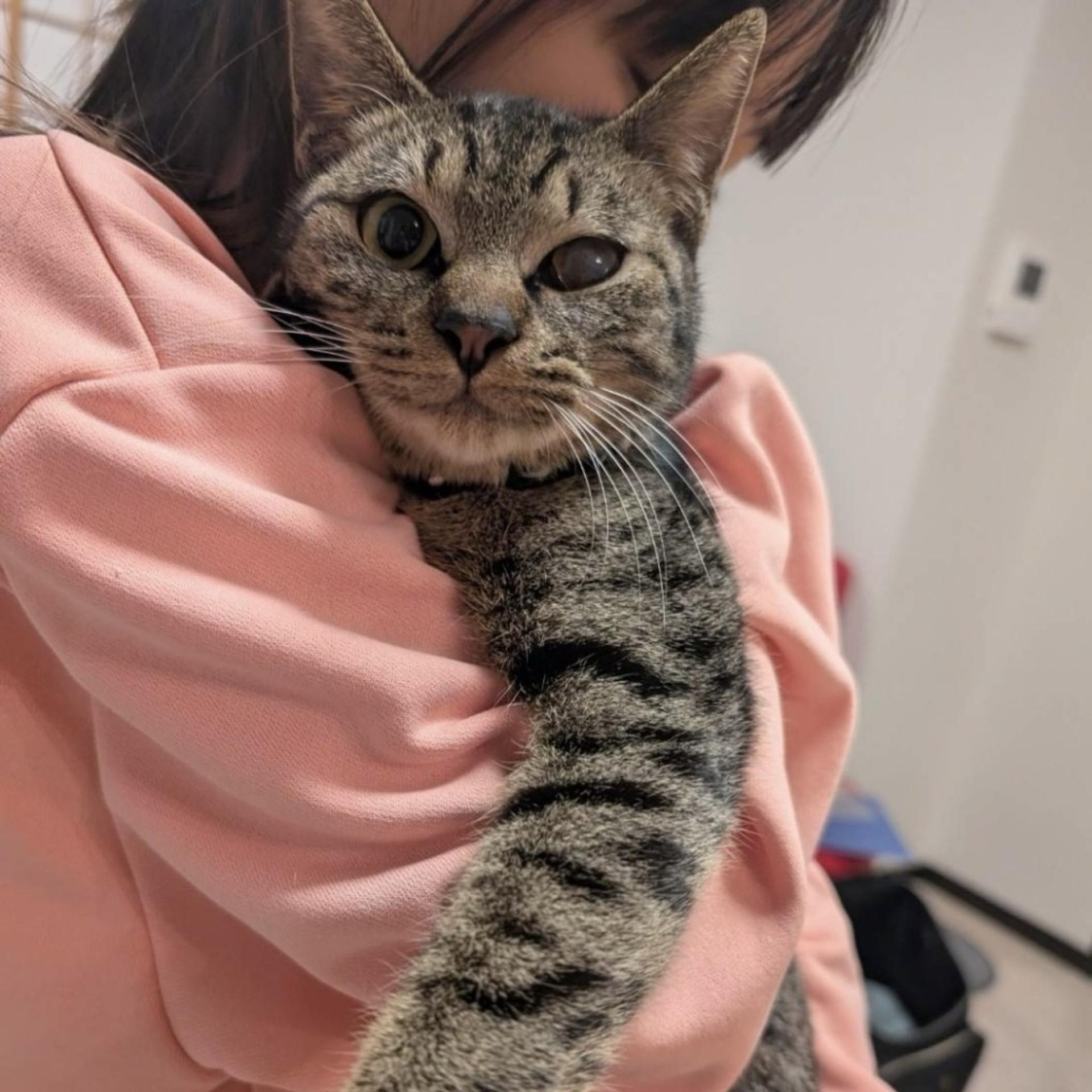 pet-image-2