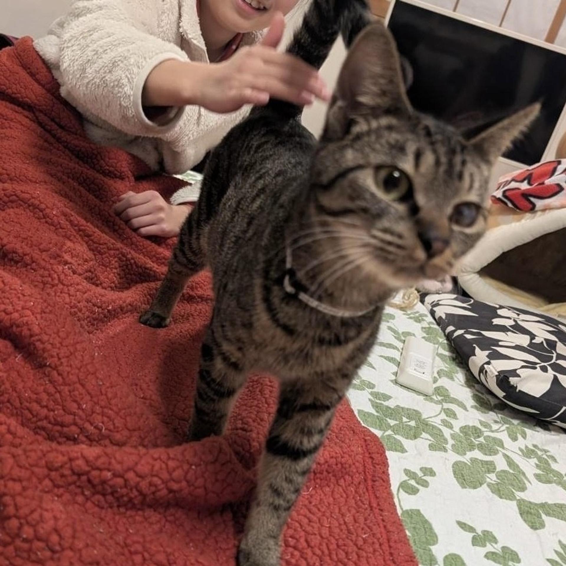 pet-image-4