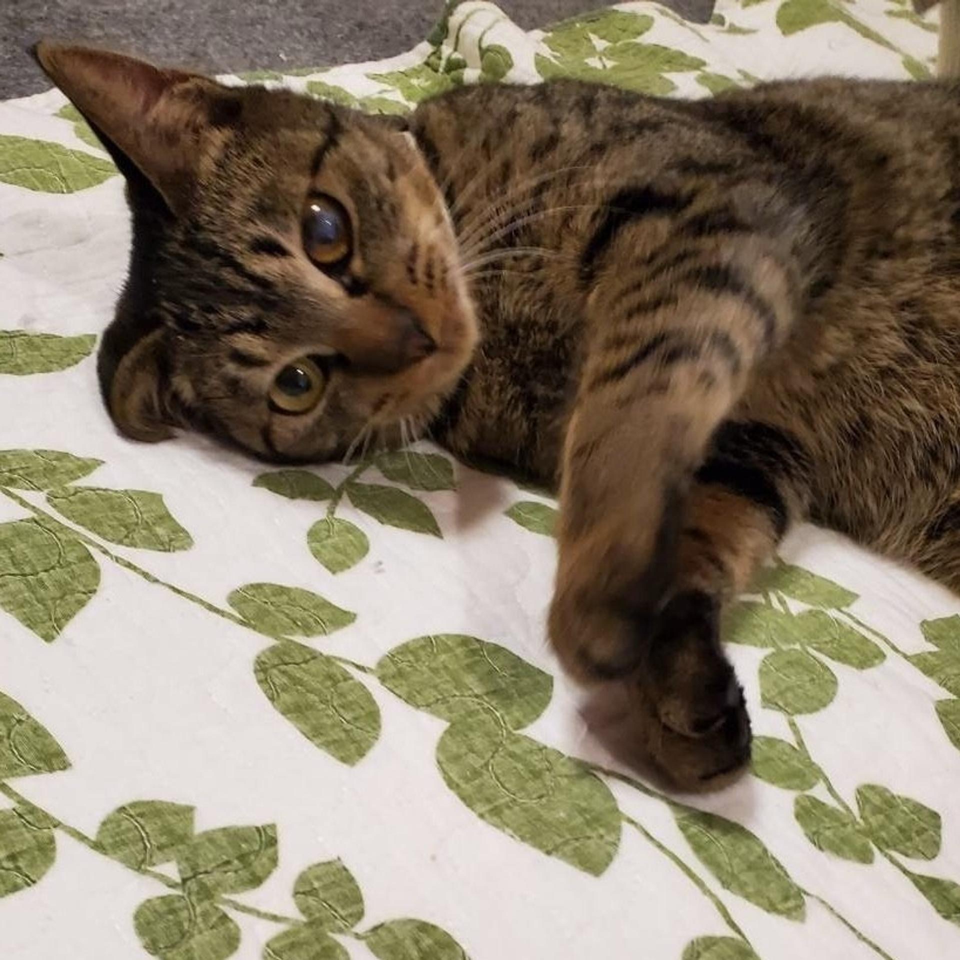 pet-image-5