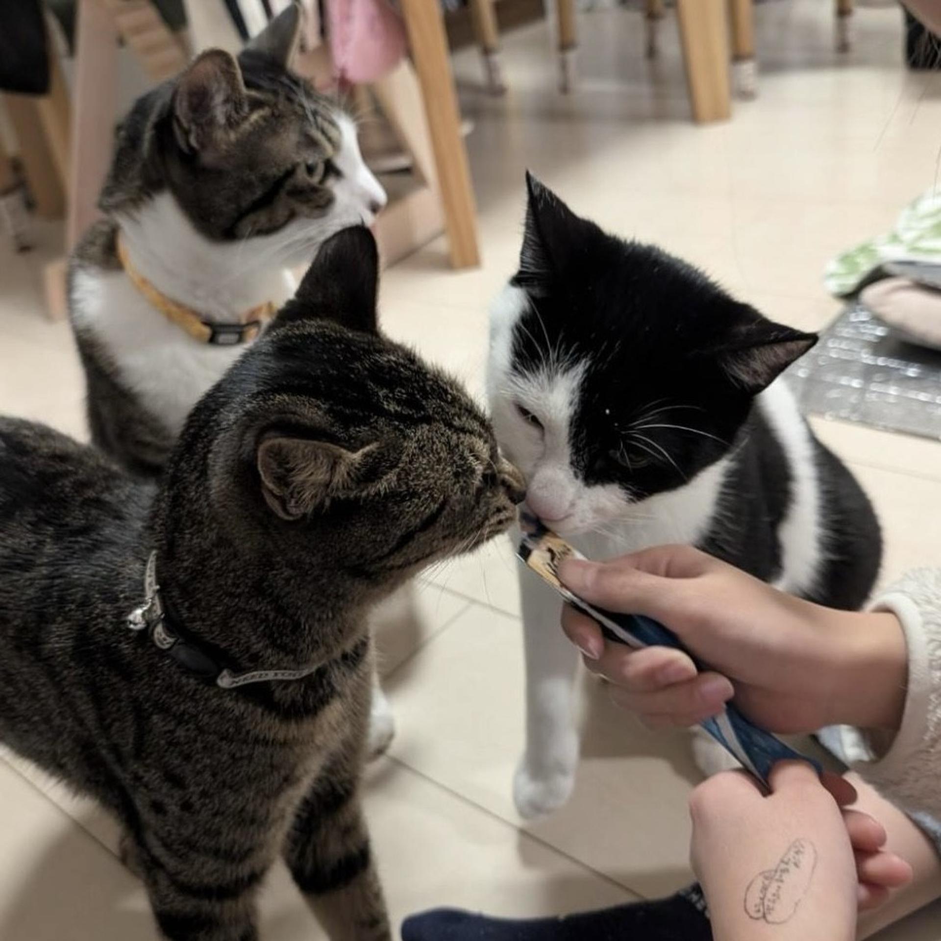 pet-image-6