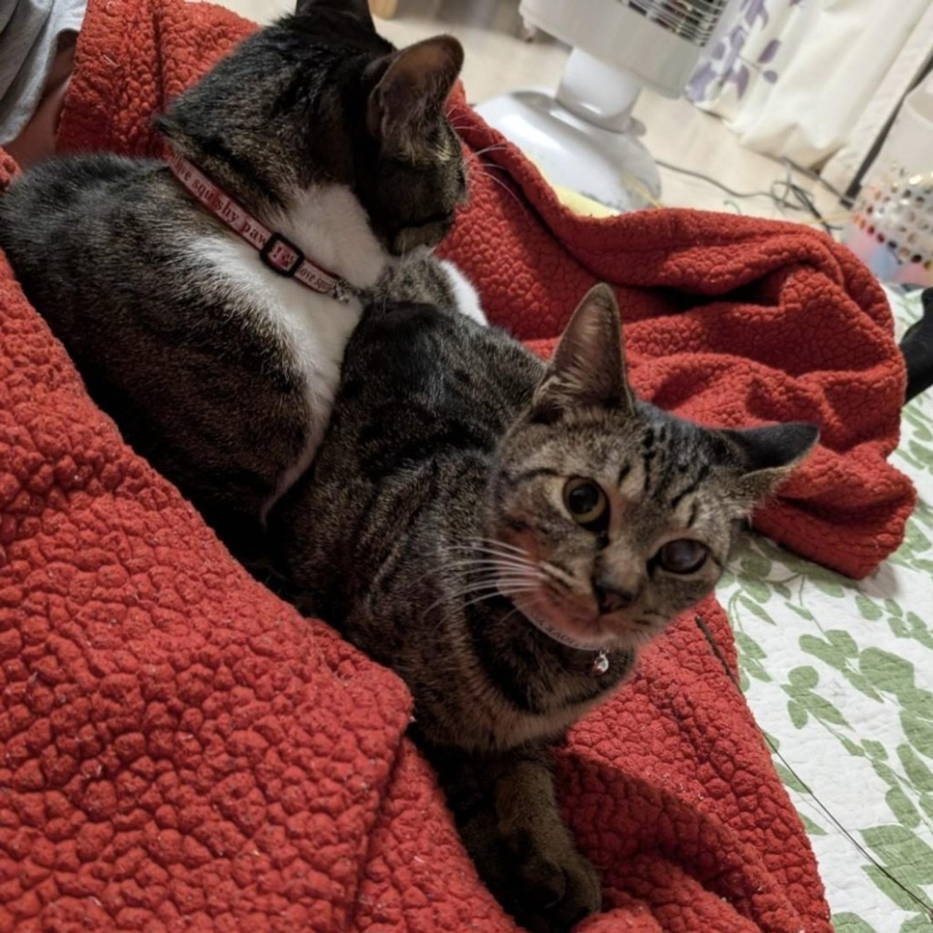 pet-image-7