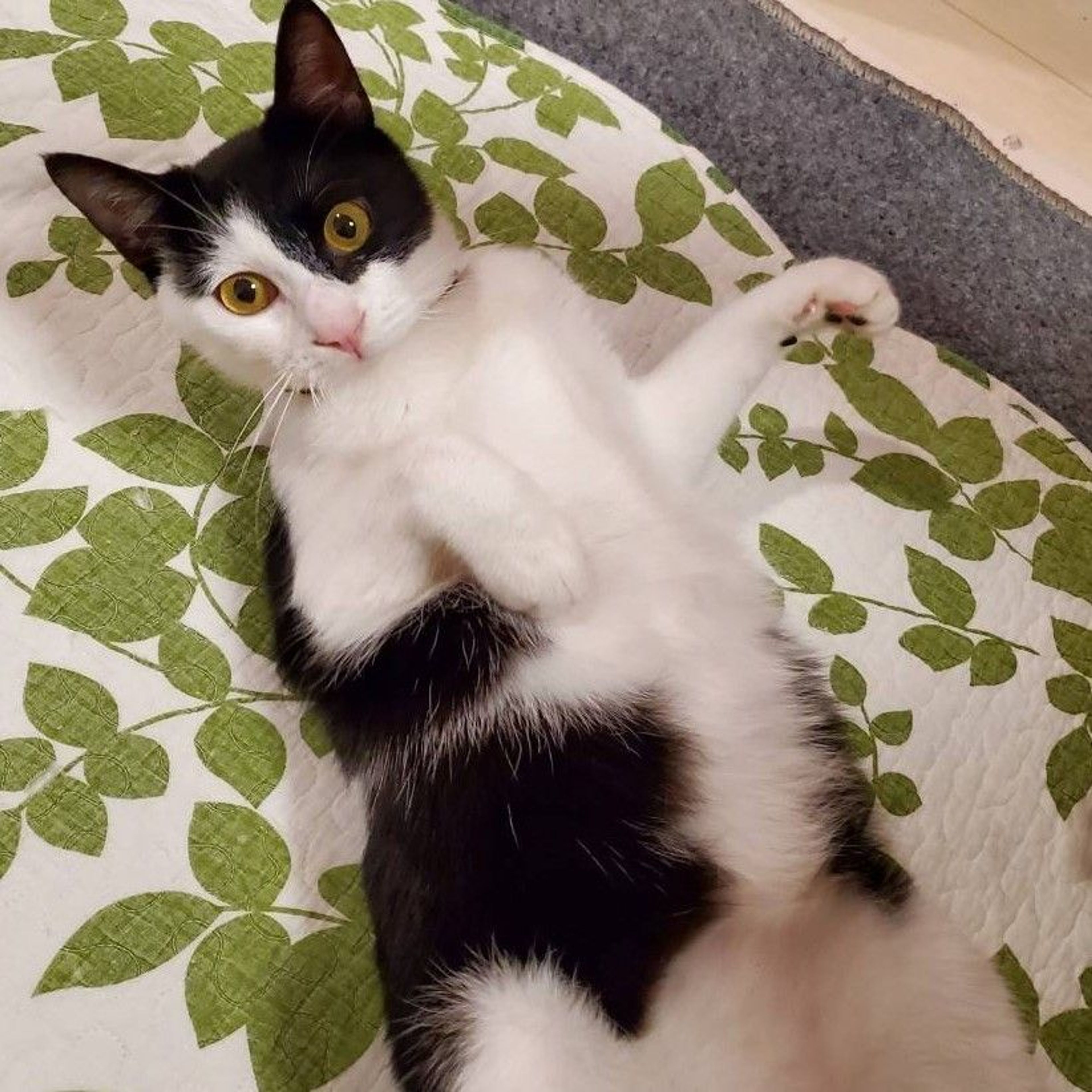 雑種（ミックス猫）・オスの里親募集の写真