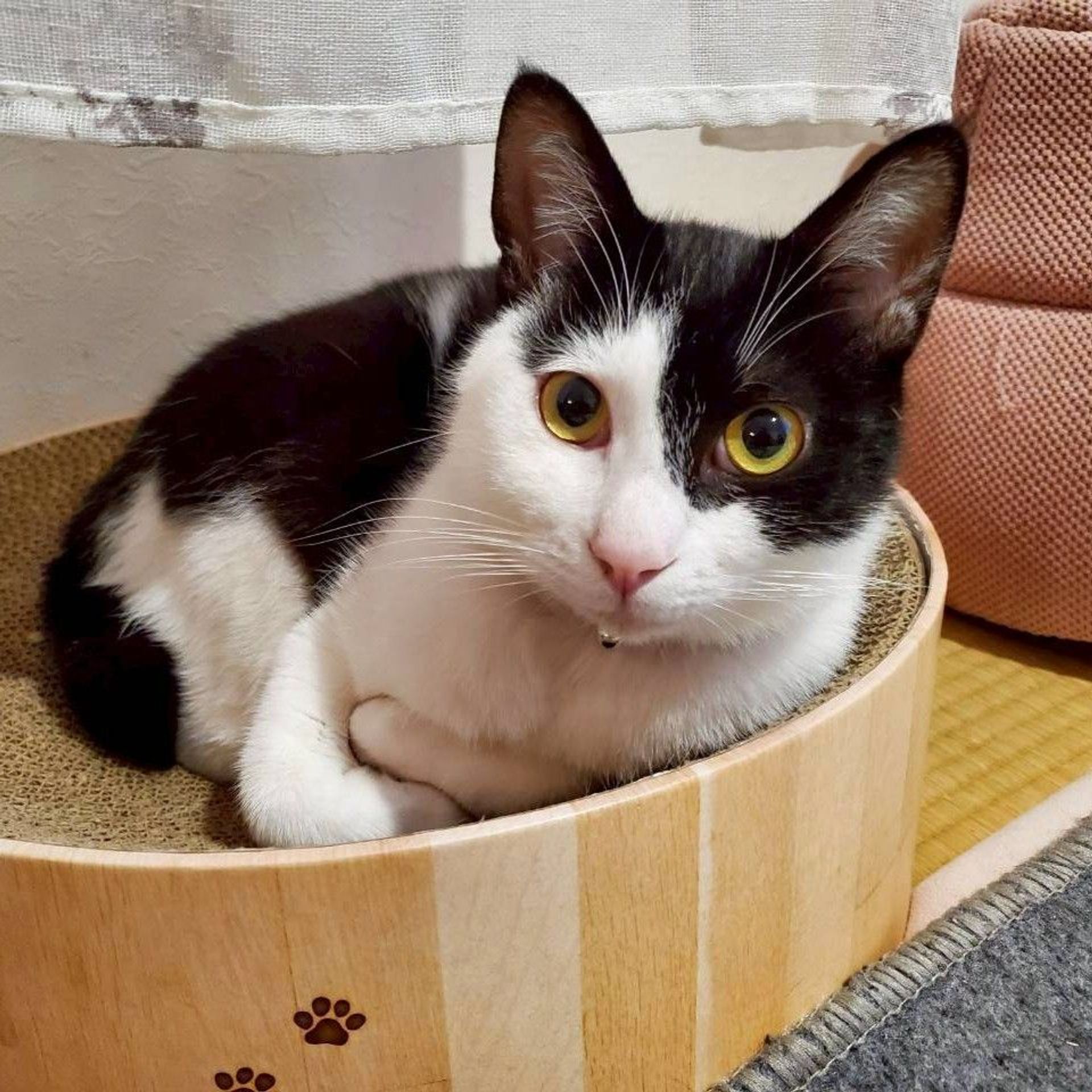 雑種（ミックス猫）・オスの里親募集の写真
