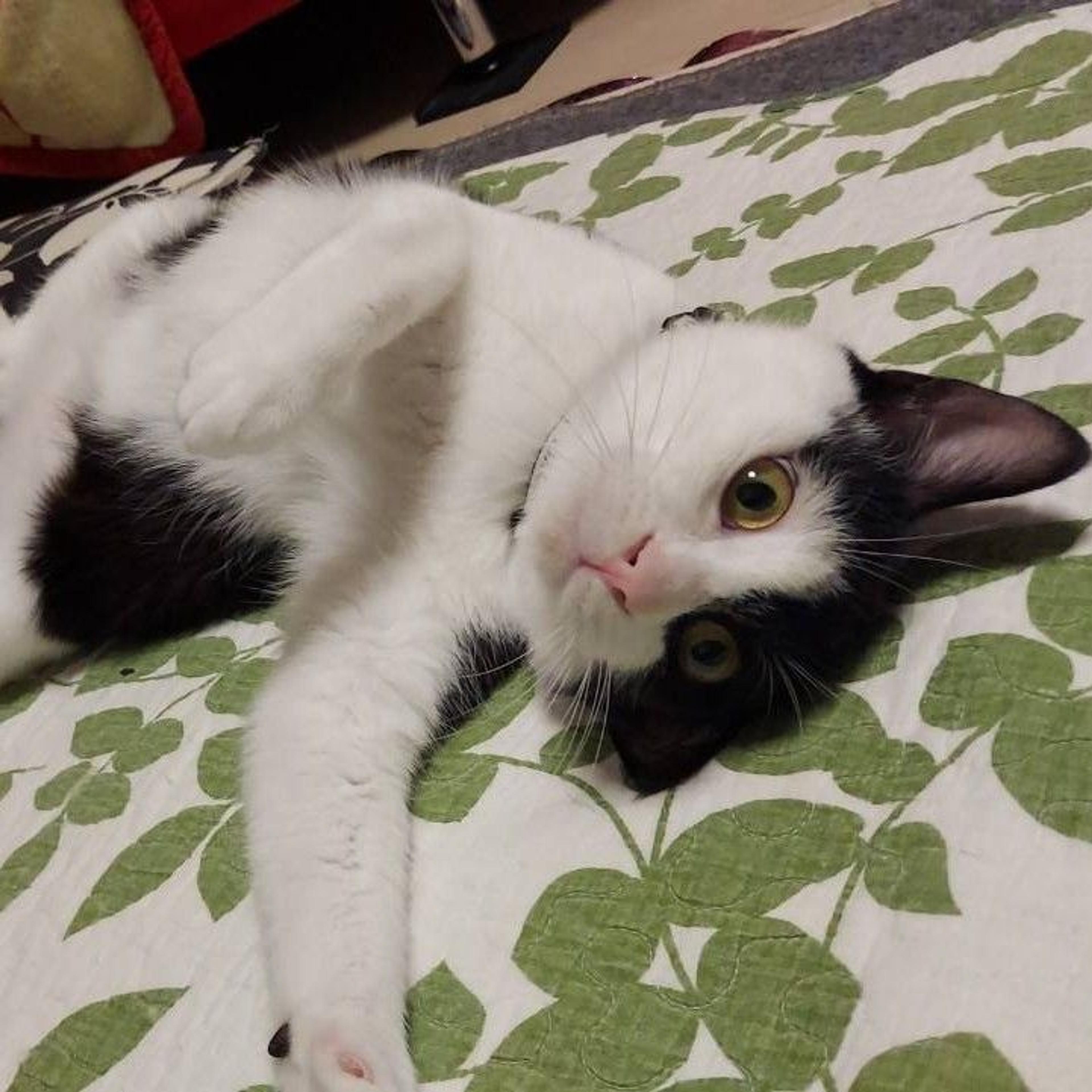 pet-image-5