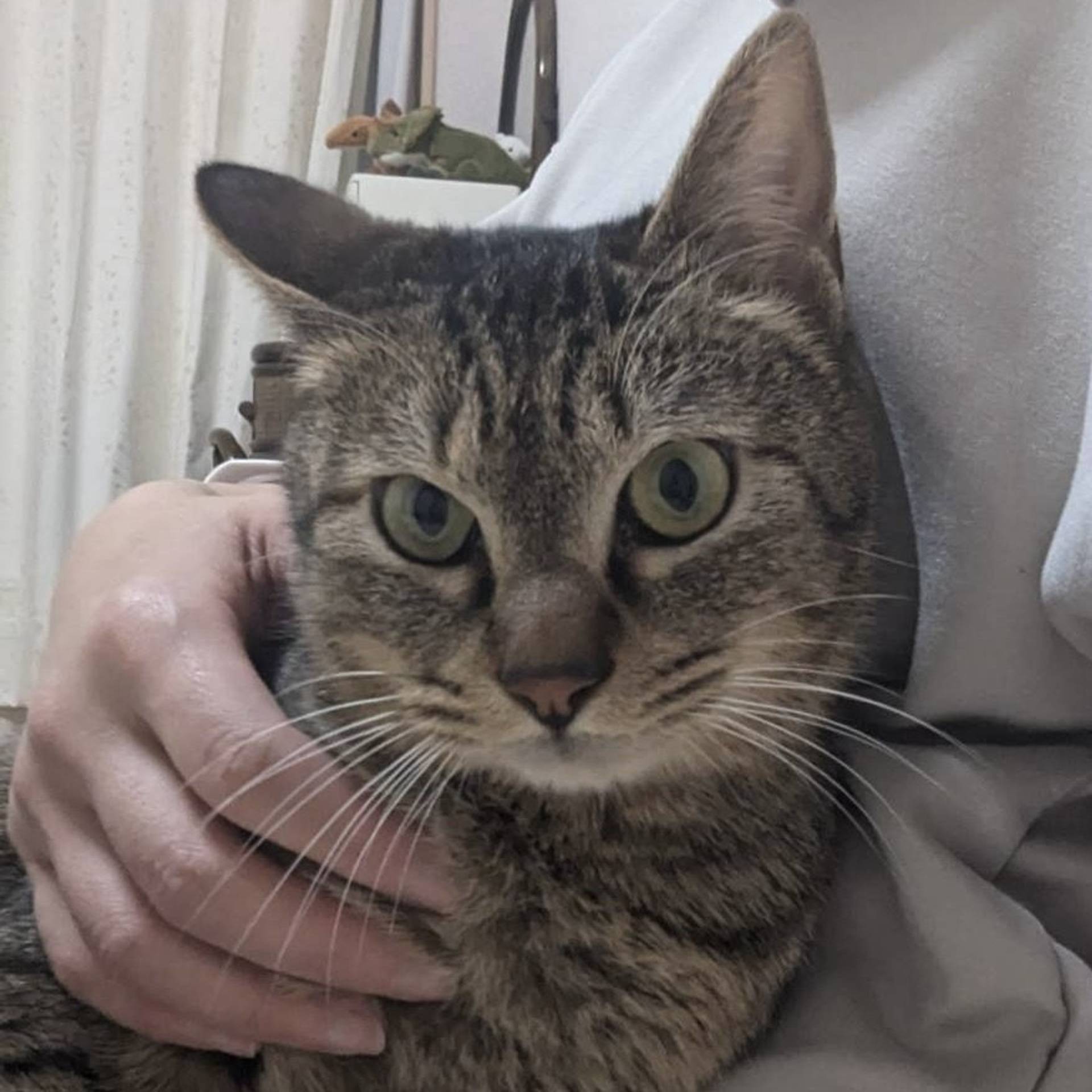雑種（ミックス猫）・オスの里親募集の写真