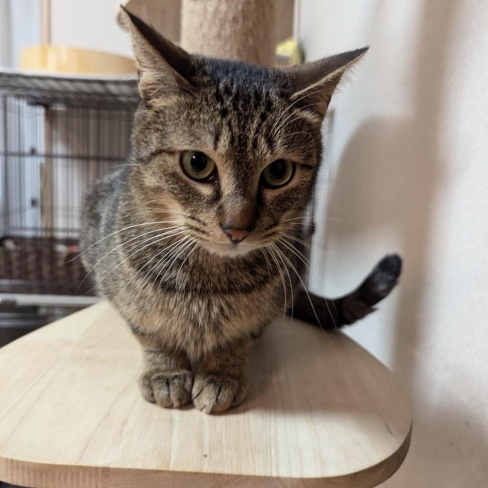 pet-image-4