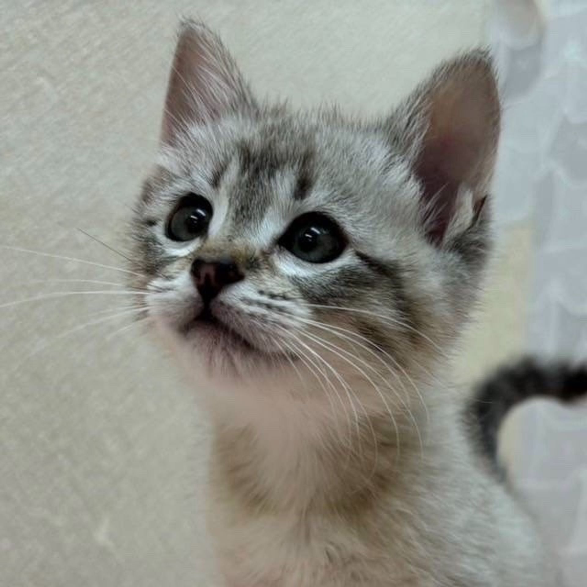雑種（ミックス猫）・メスの里親募集の写真
