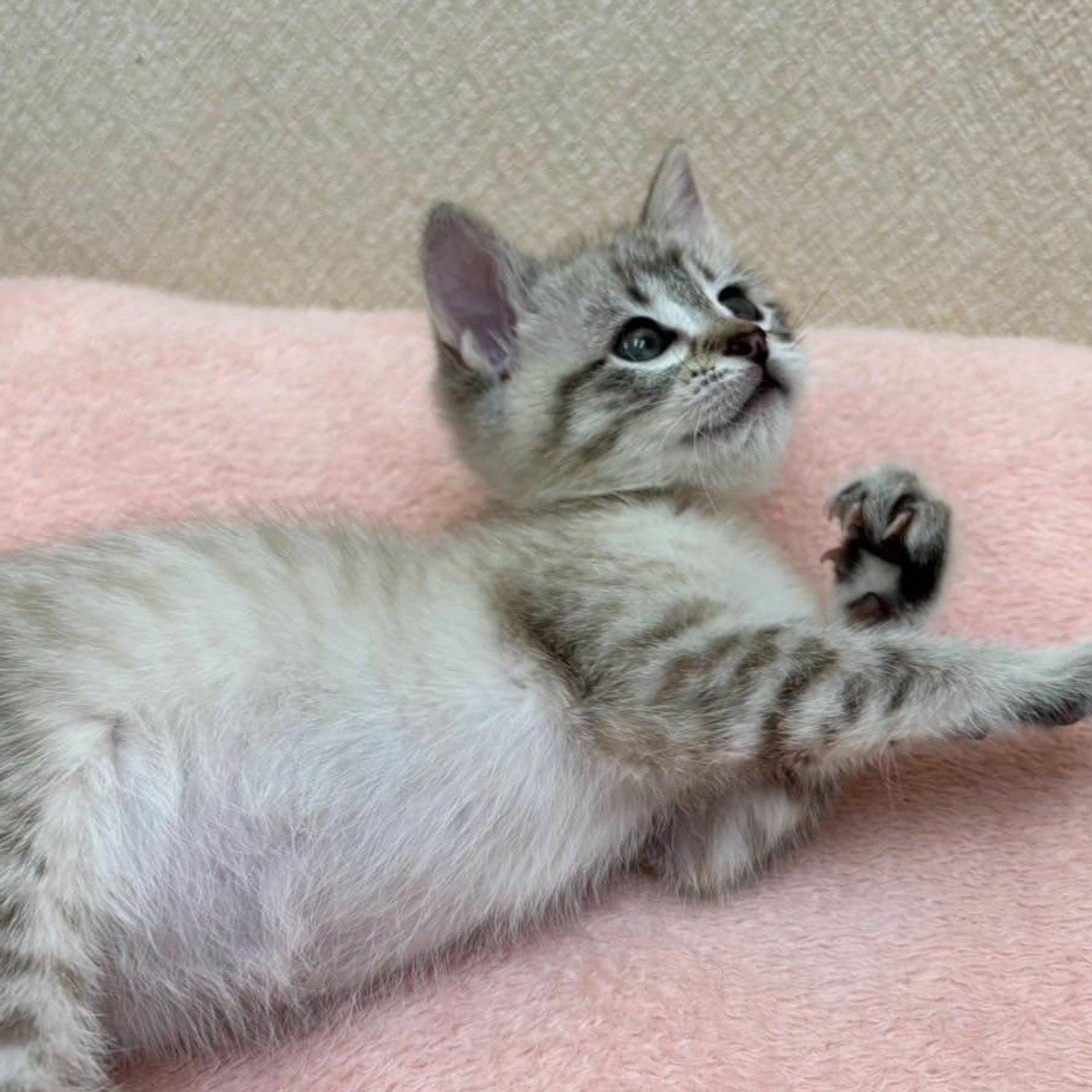 pet-image-4