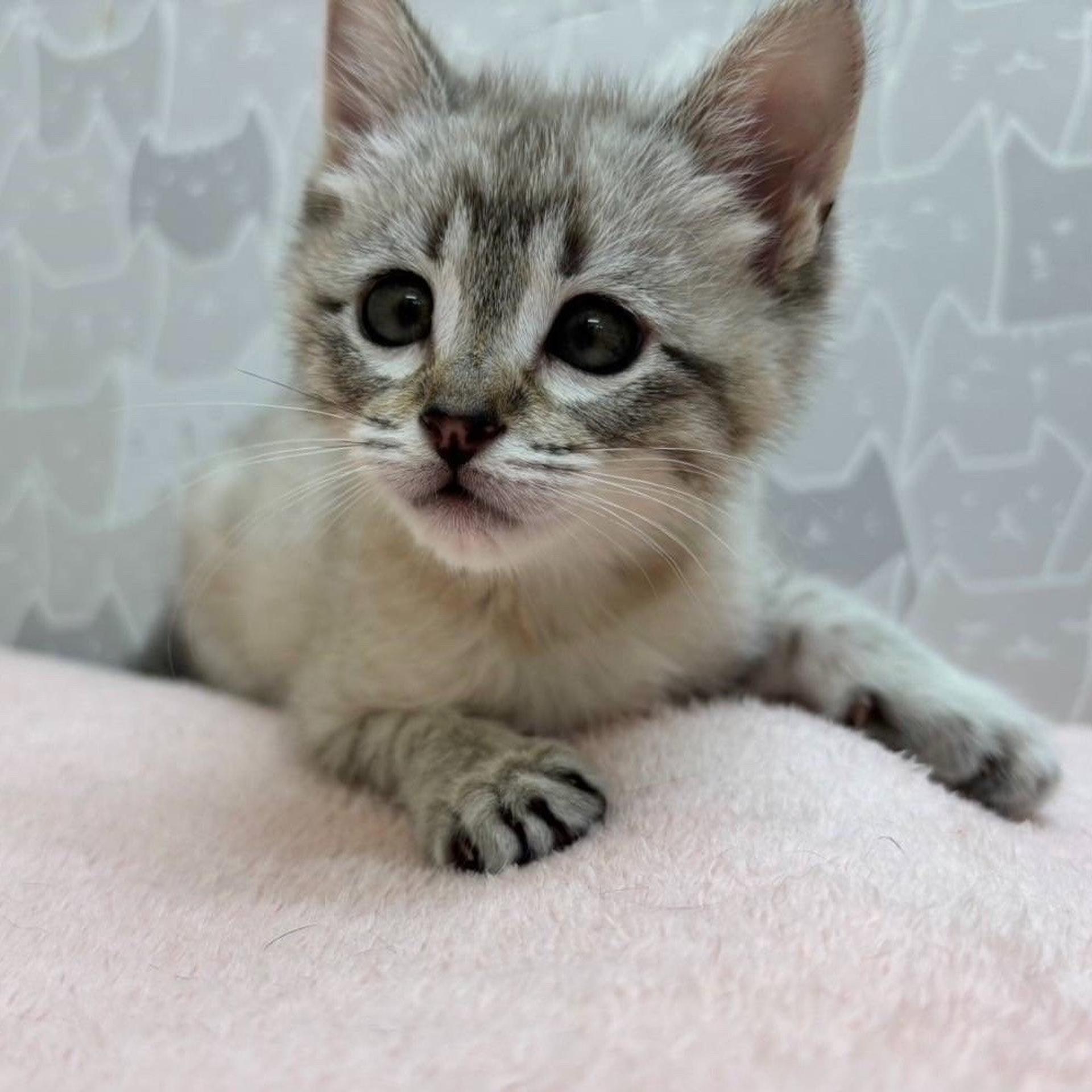 pet-image-5