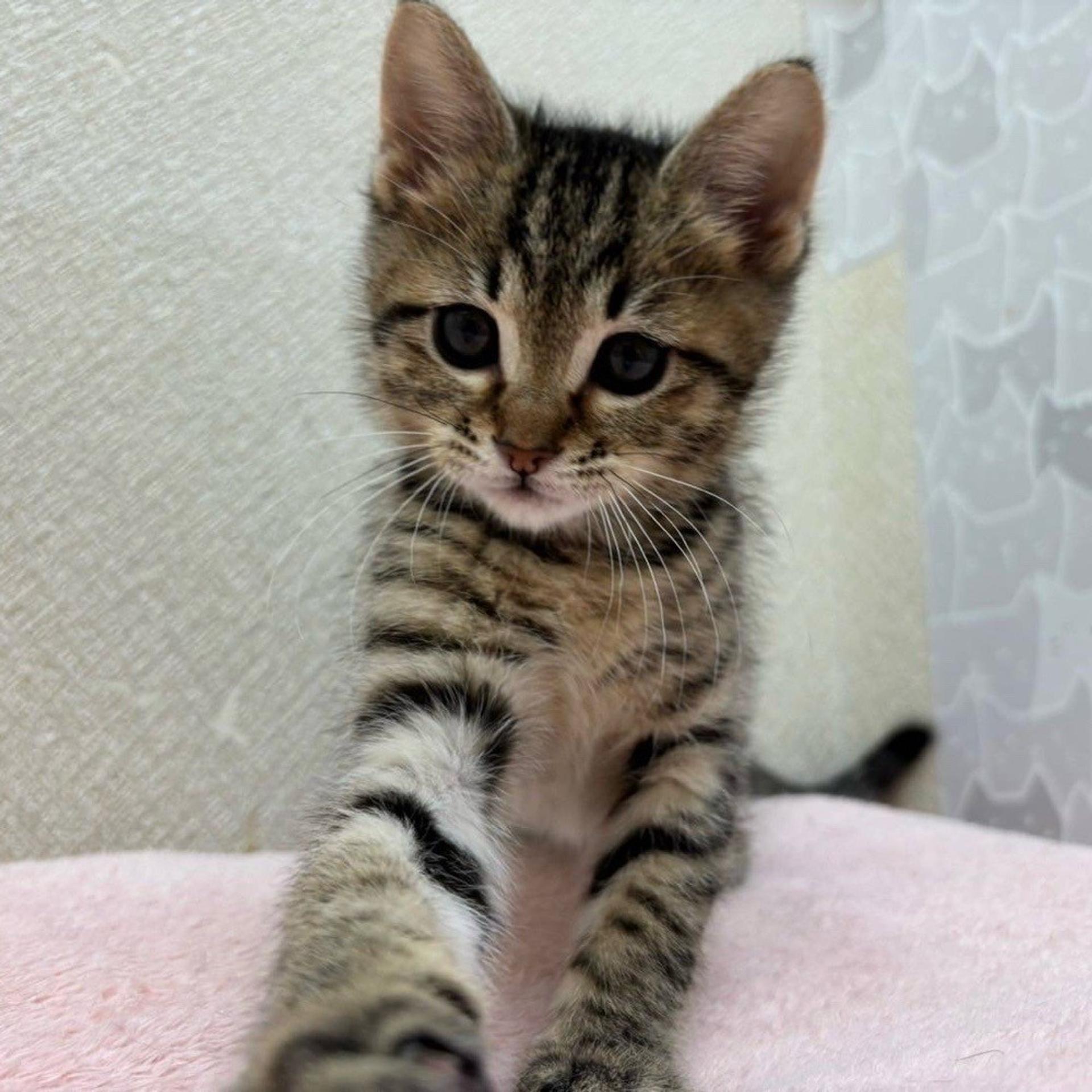 pet-image-3