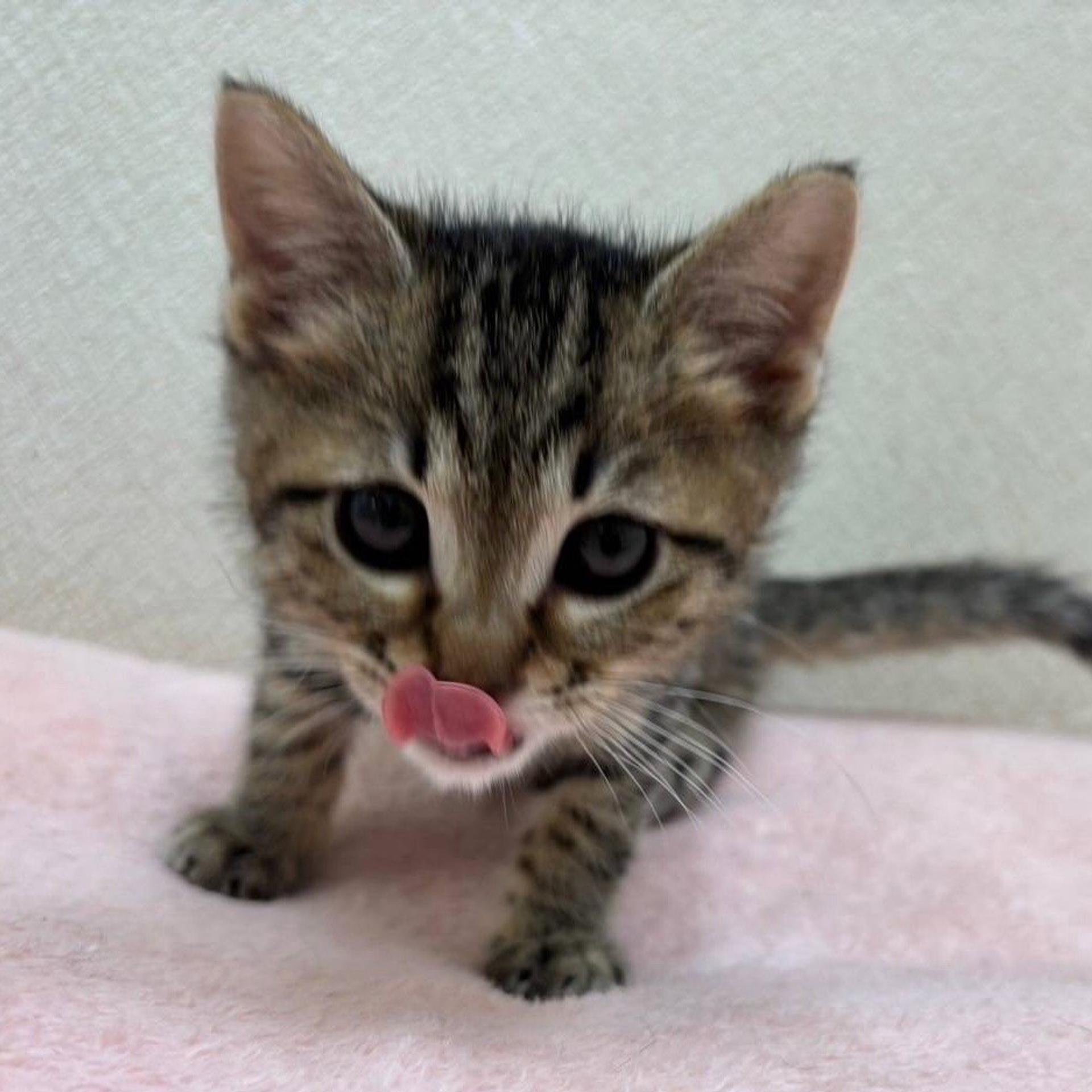 pet-image-6