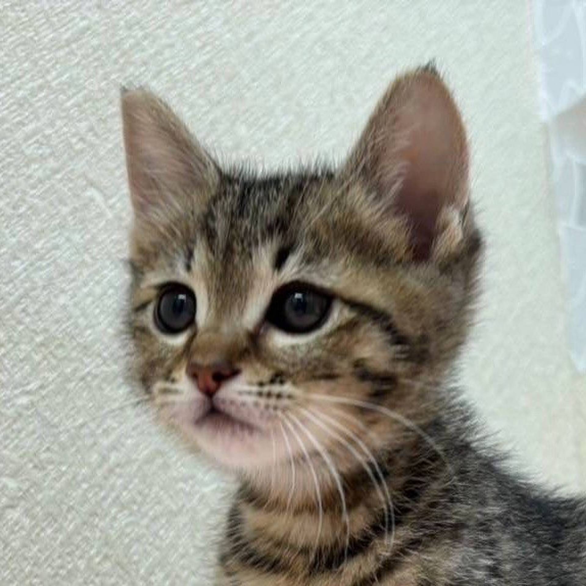 雑種（ミックス猫）・オスの里親募集の写真