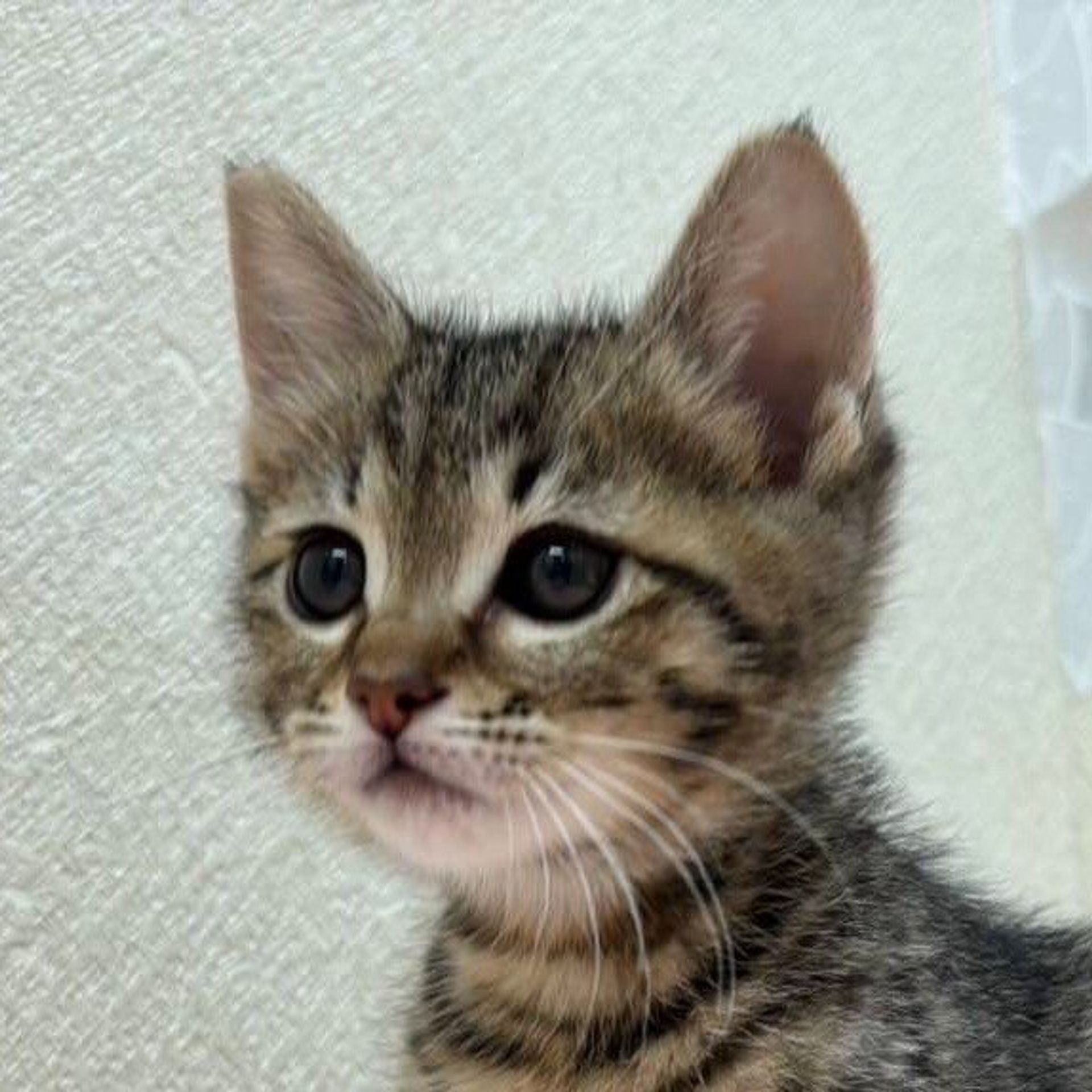 雑種（ミックス猫）・オスの里親募集の写真