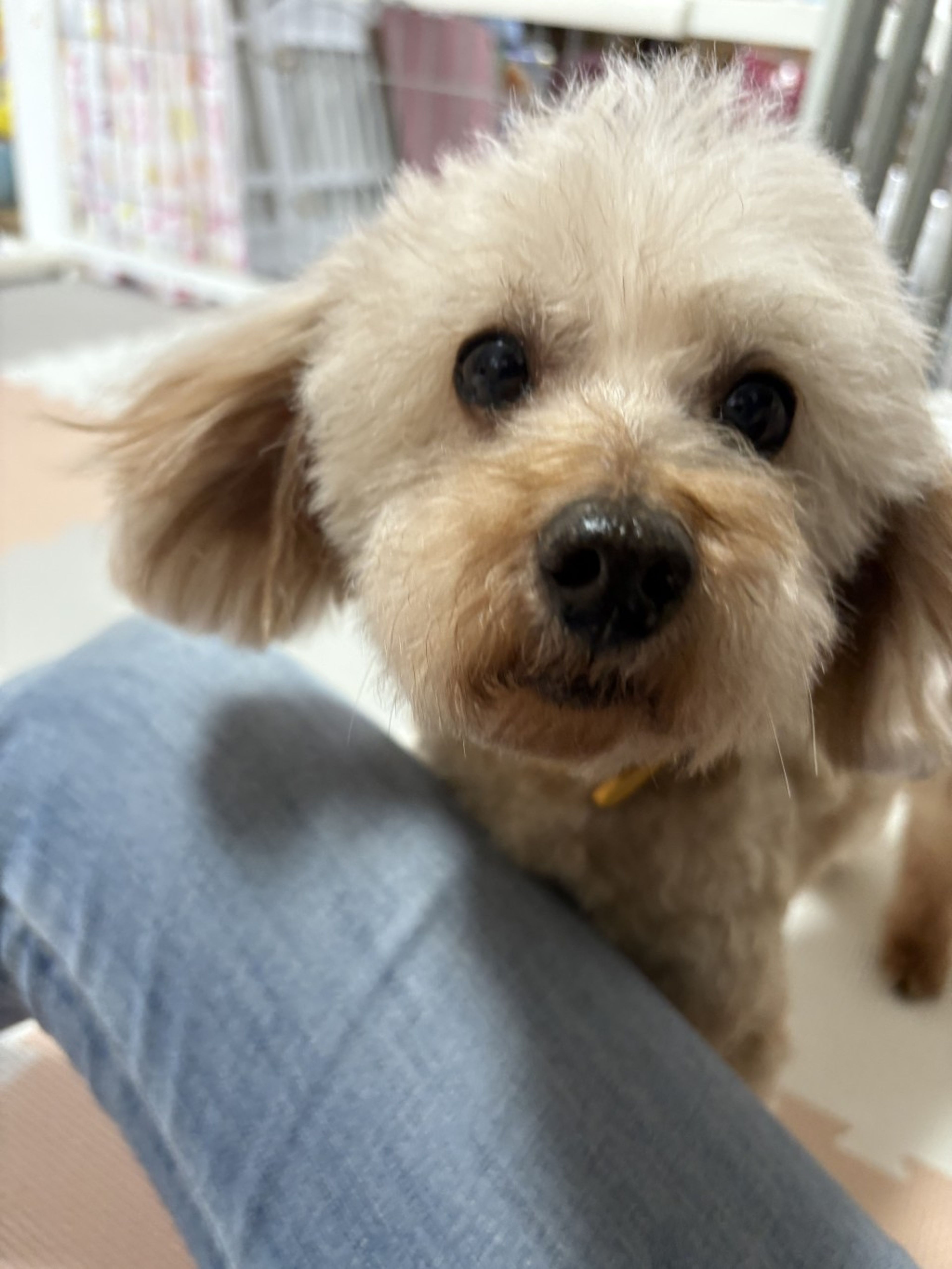 pet-image-2