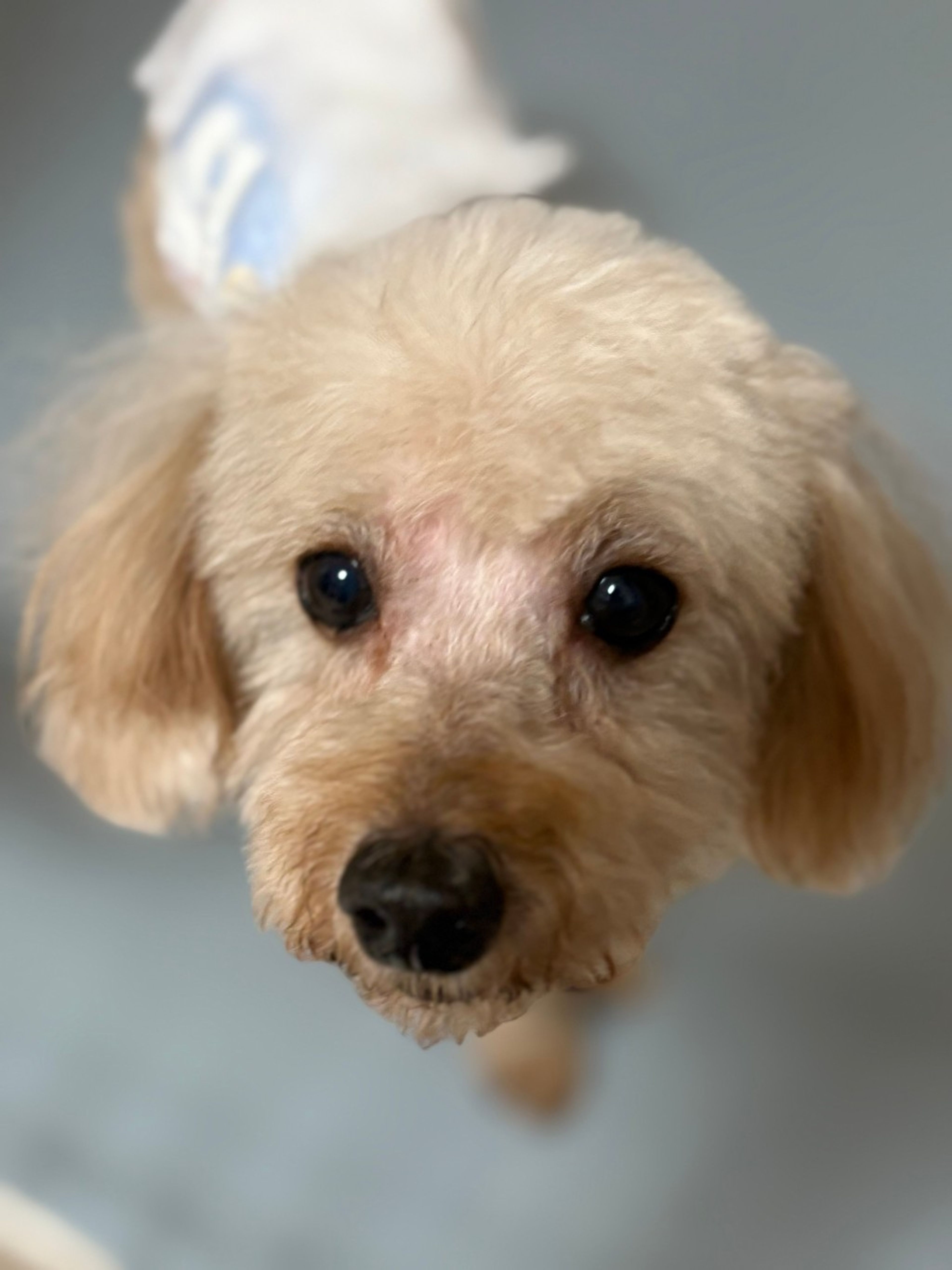 pet-image-3