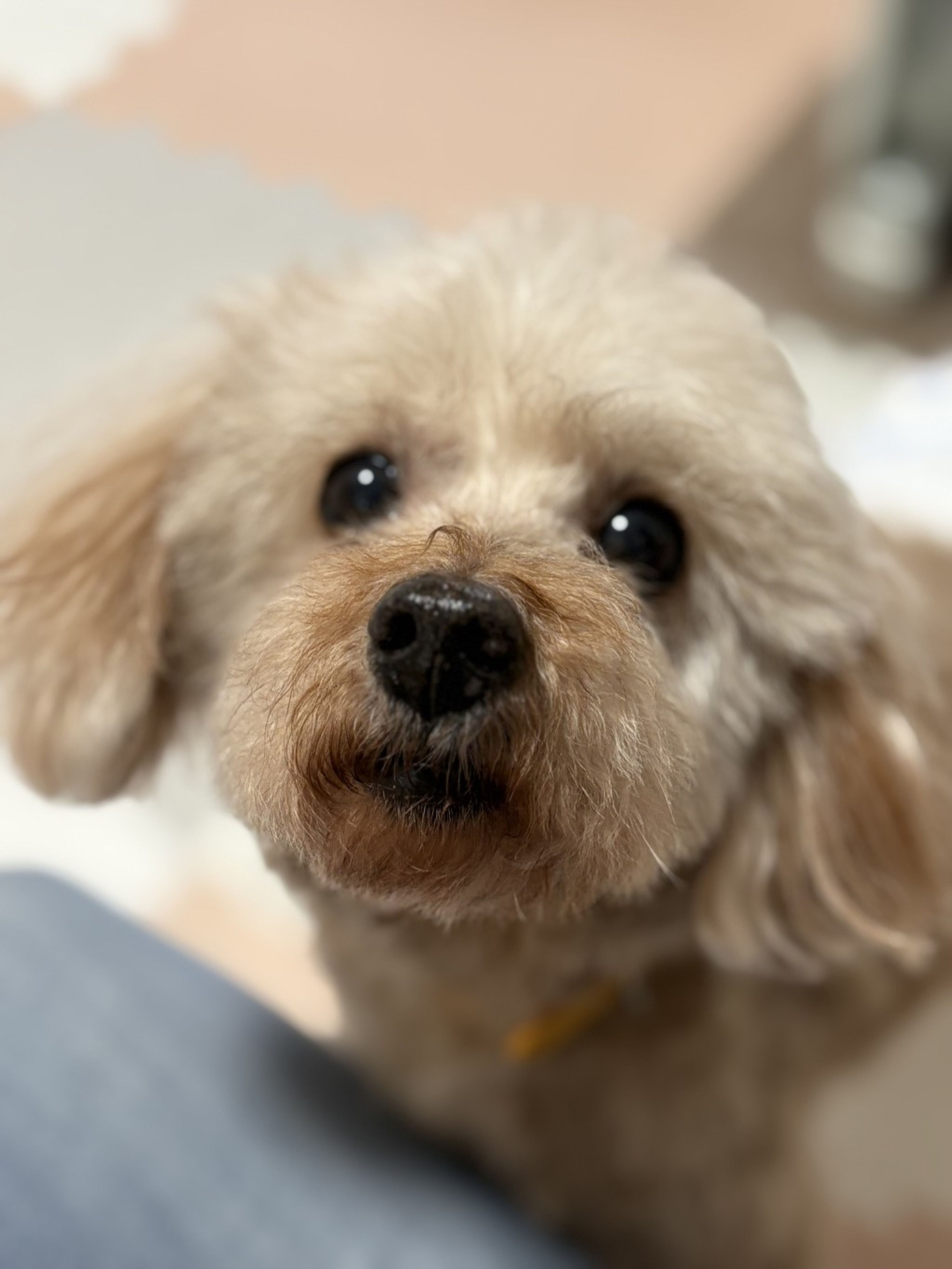 pet-image-4