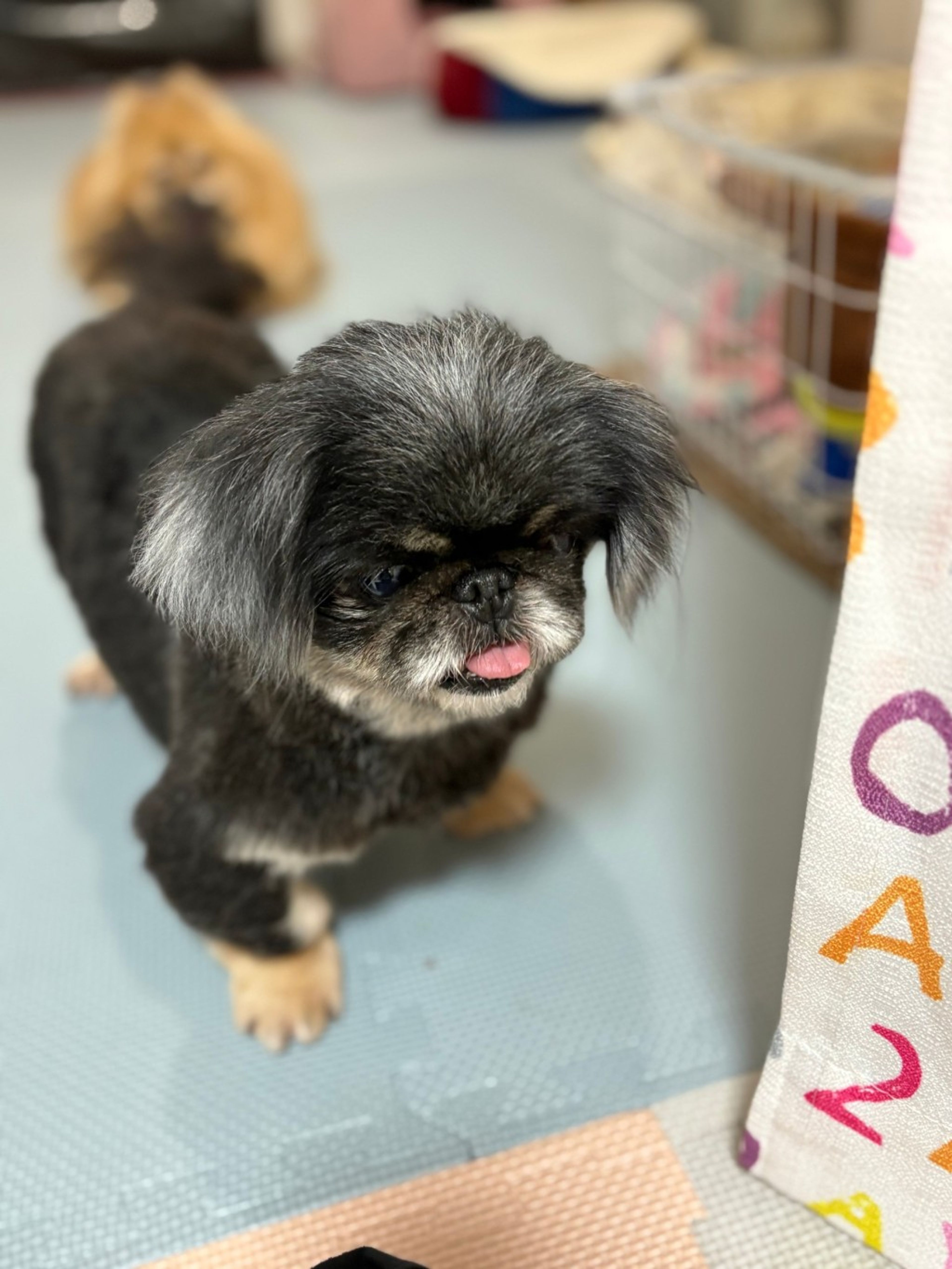 pet-image-4