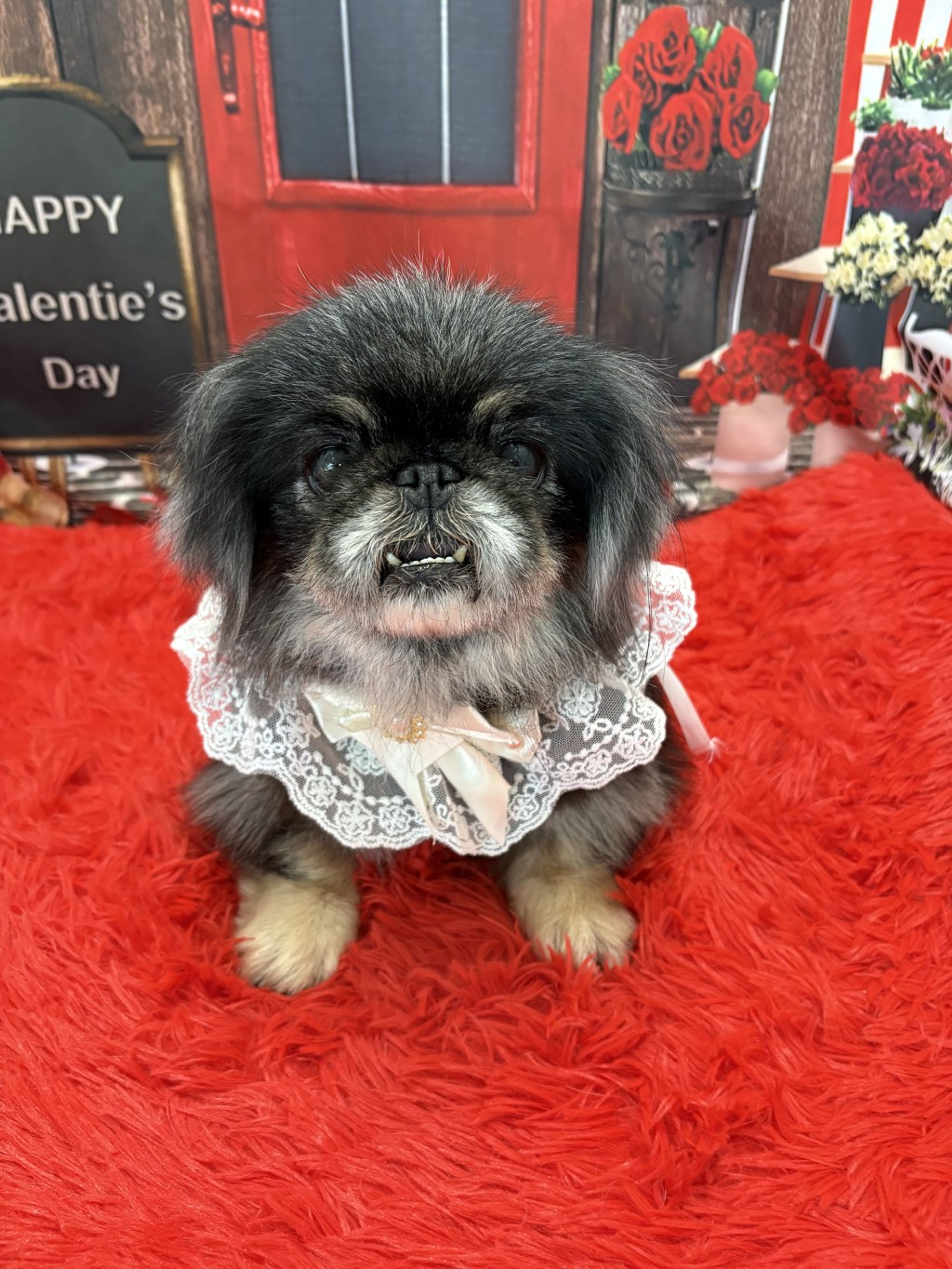 pet-image-2