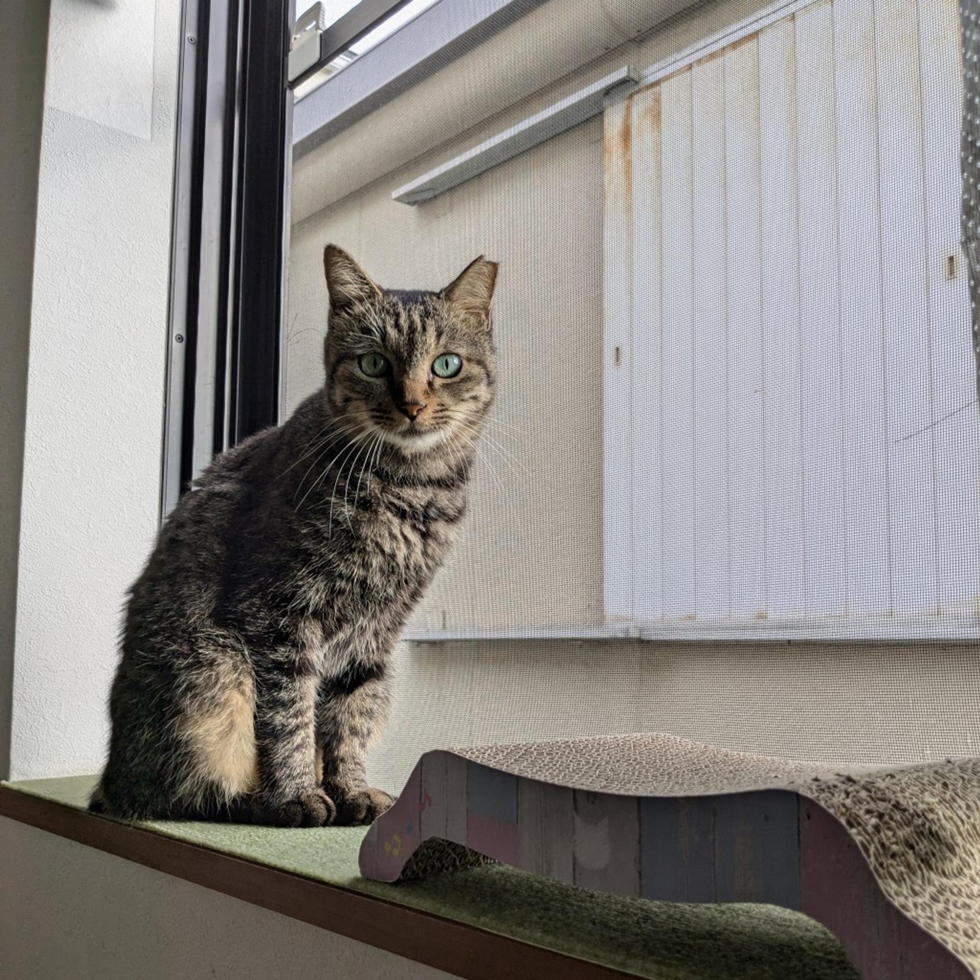 pet-image-2