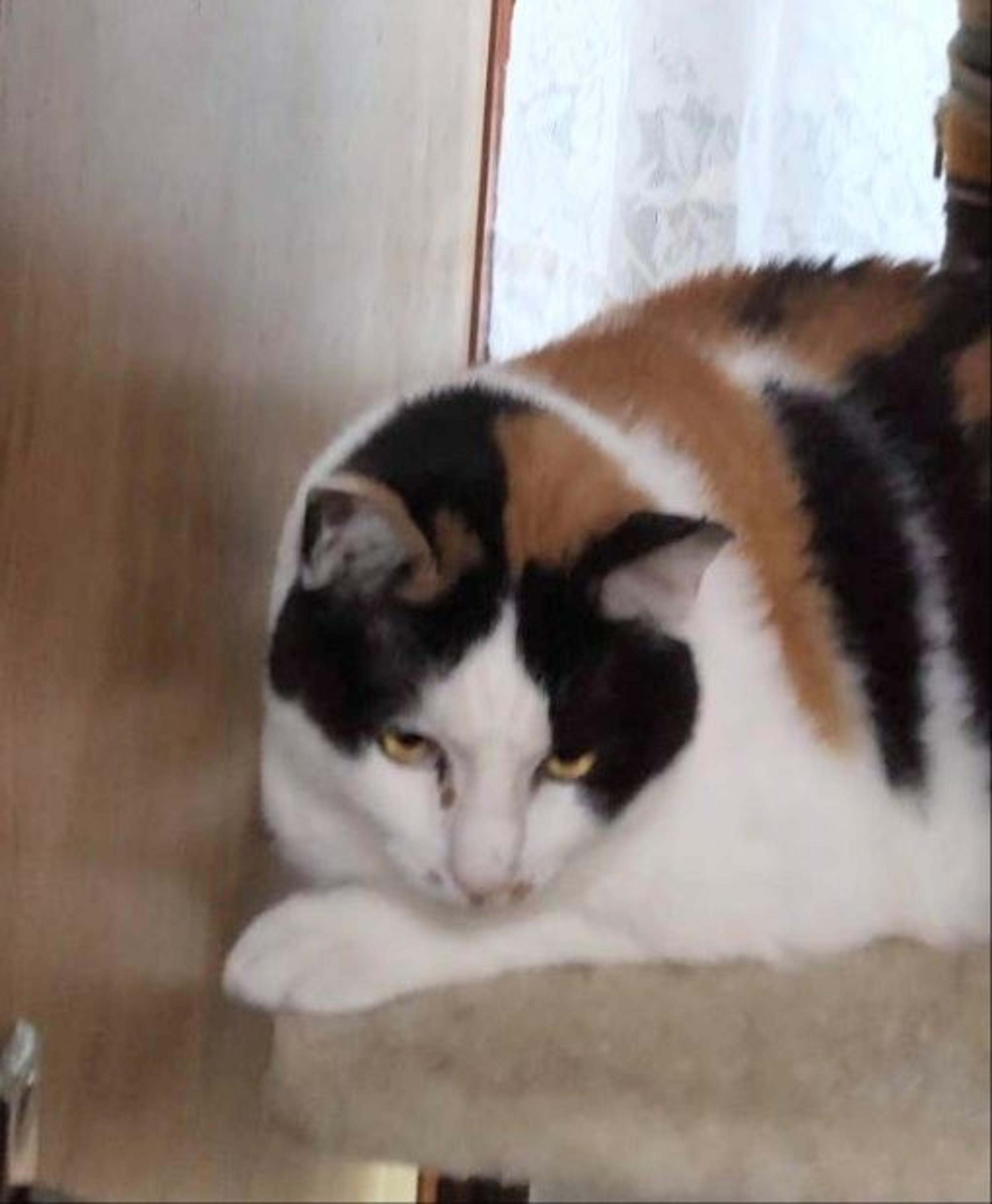 pet-image-2