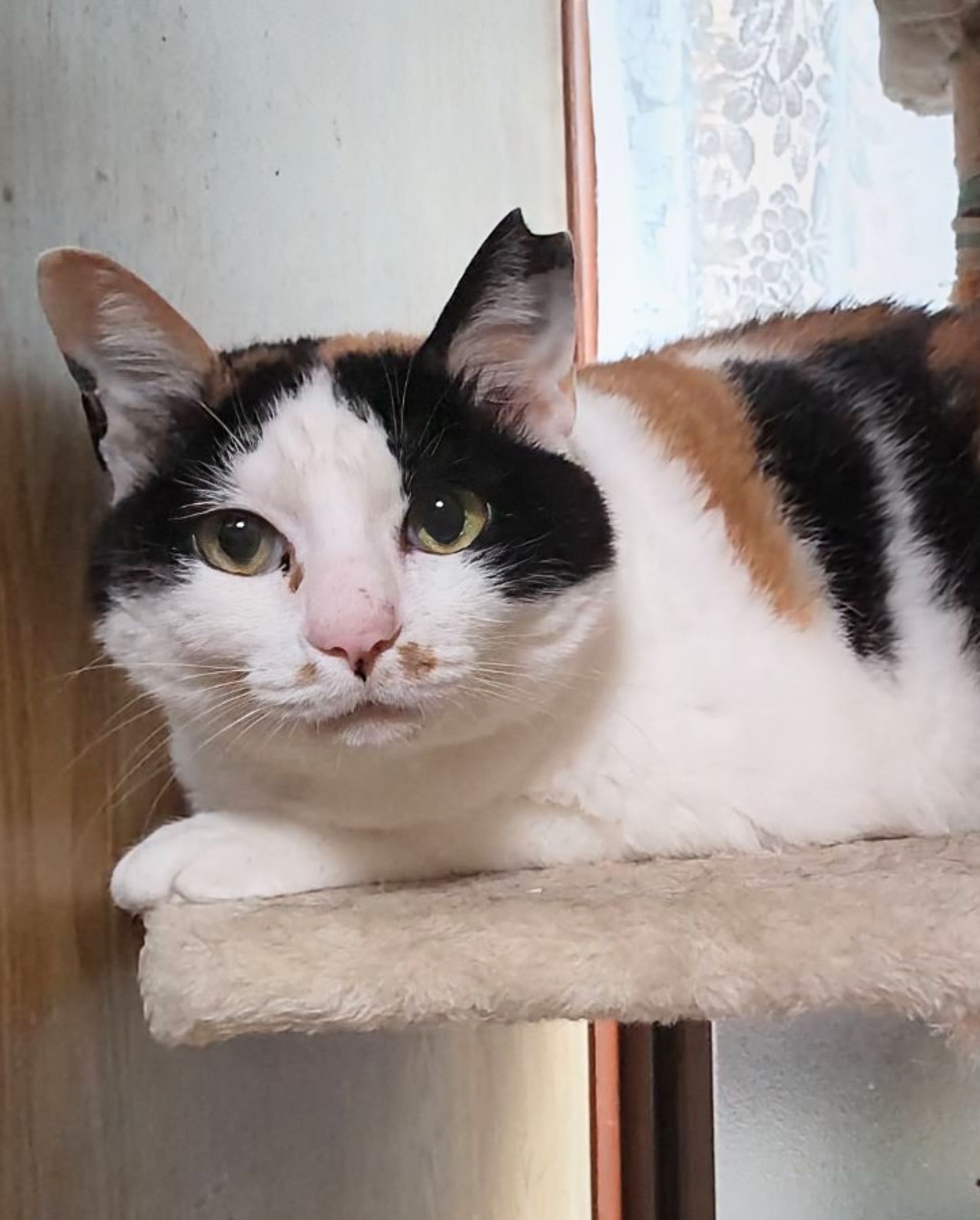 雑種（ミックス猫）・メスの里親募集の写真