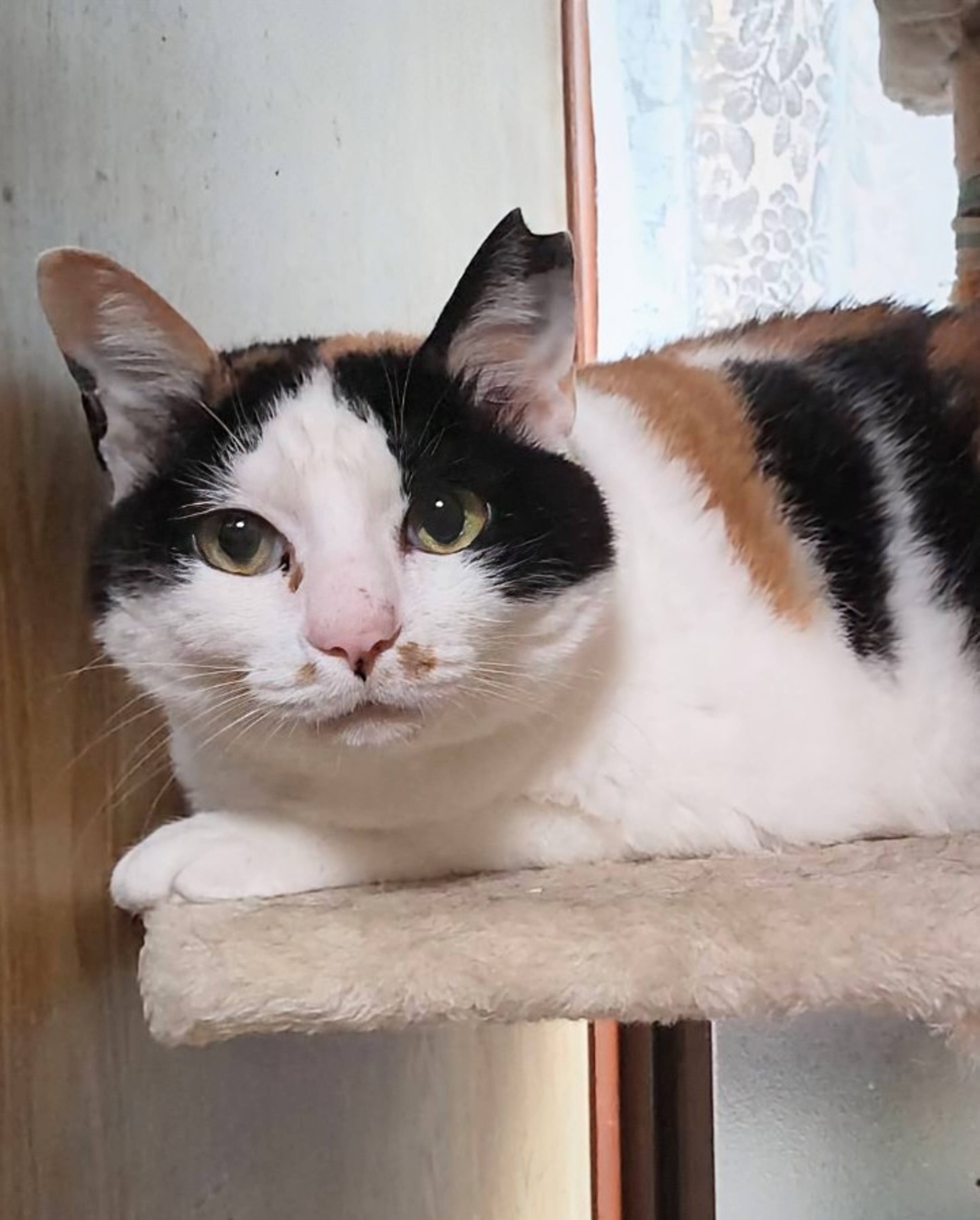 雑種（ミックス猫）・メスの里親募集の写真