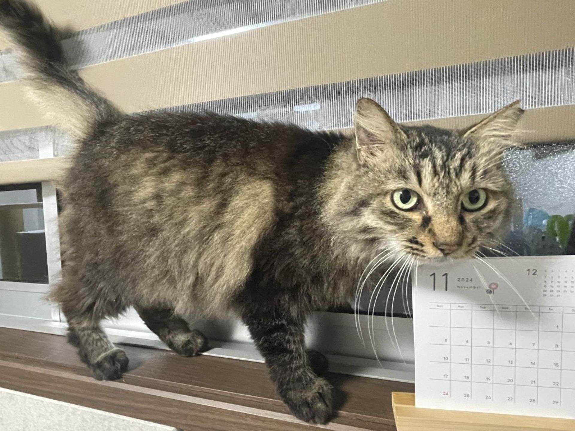 雑種（ミックス猫）・メスの里親募集の写真