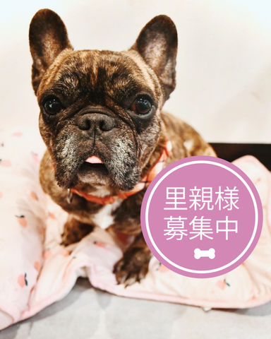 ヴァンダム