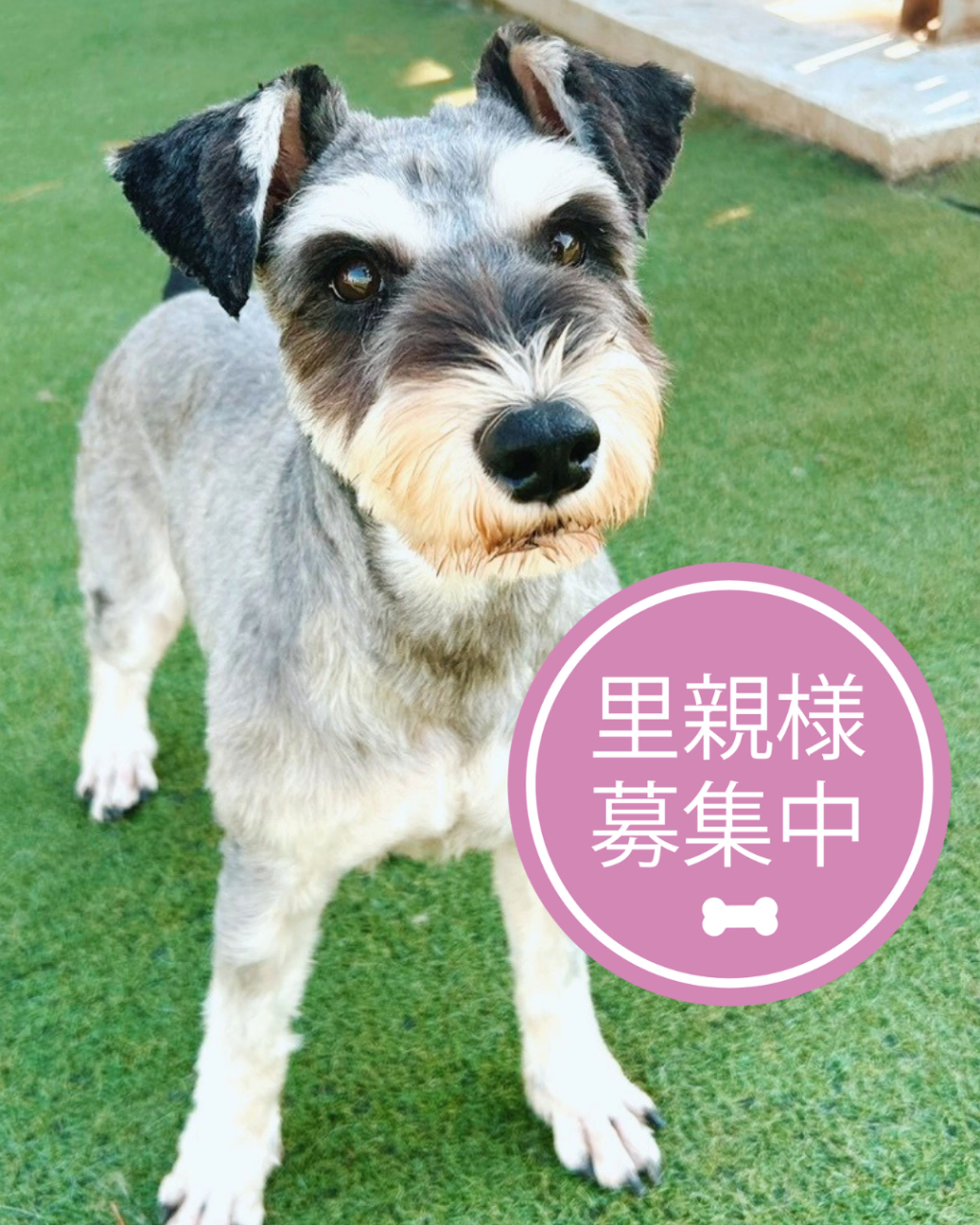 ミニチュア・シュナウザー・オスの里親募集の写真