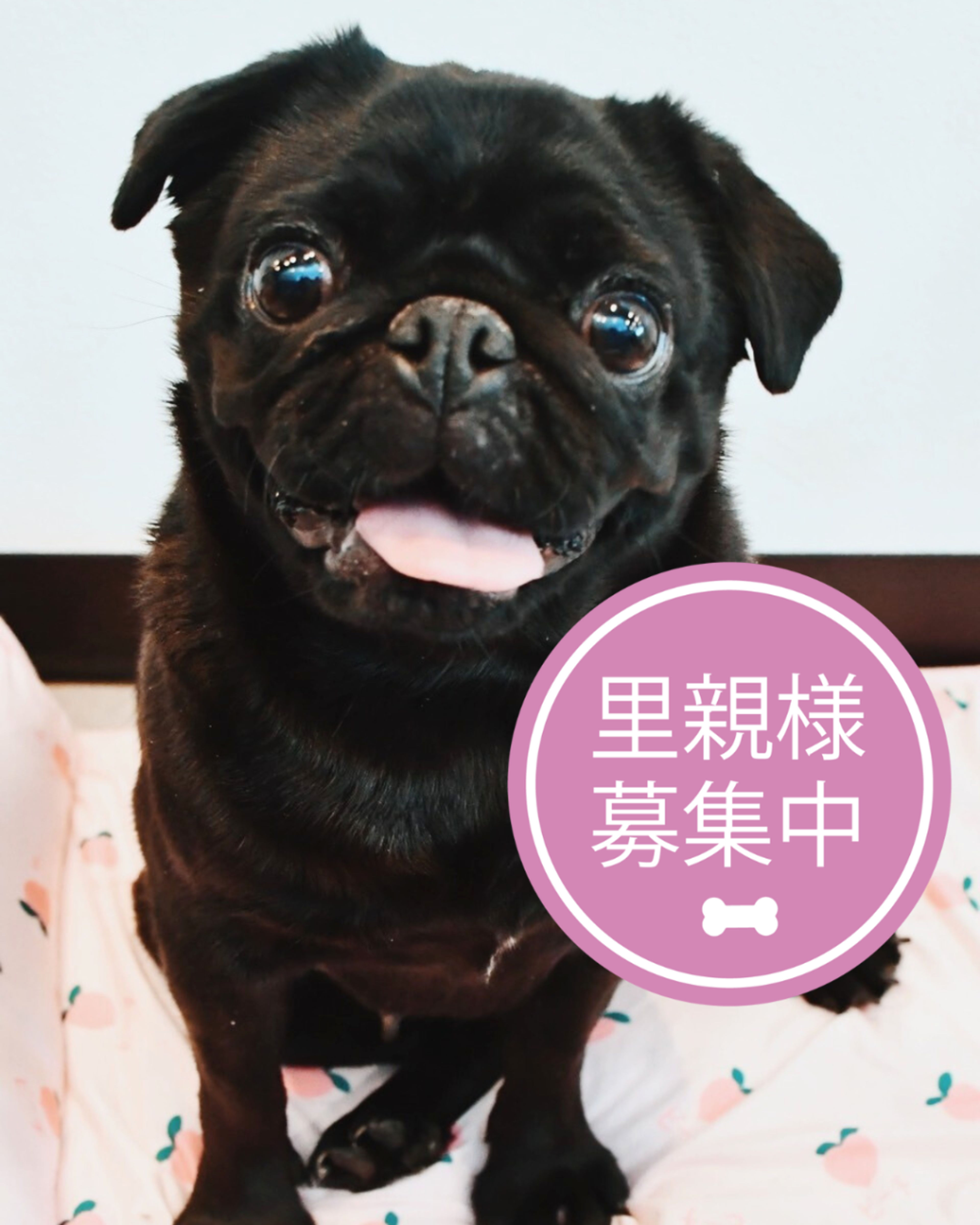 パグ・メスの里親募集の写真