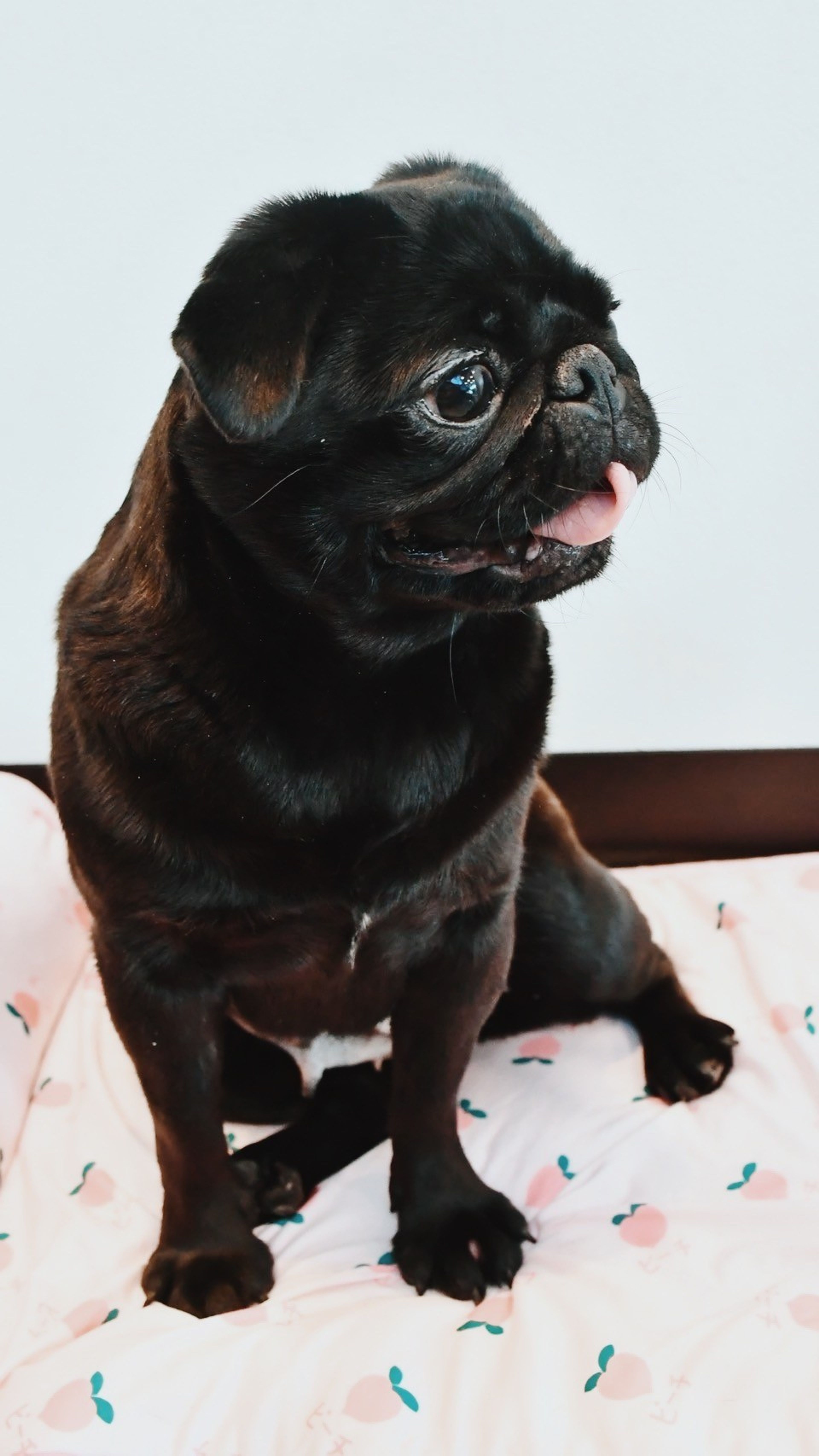 pet-image-4
