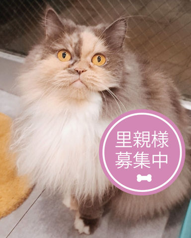 ペタグー