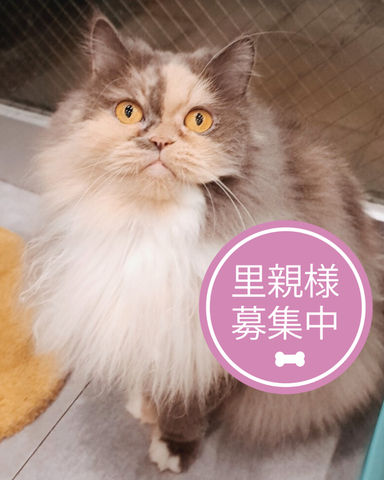 ペタグー
