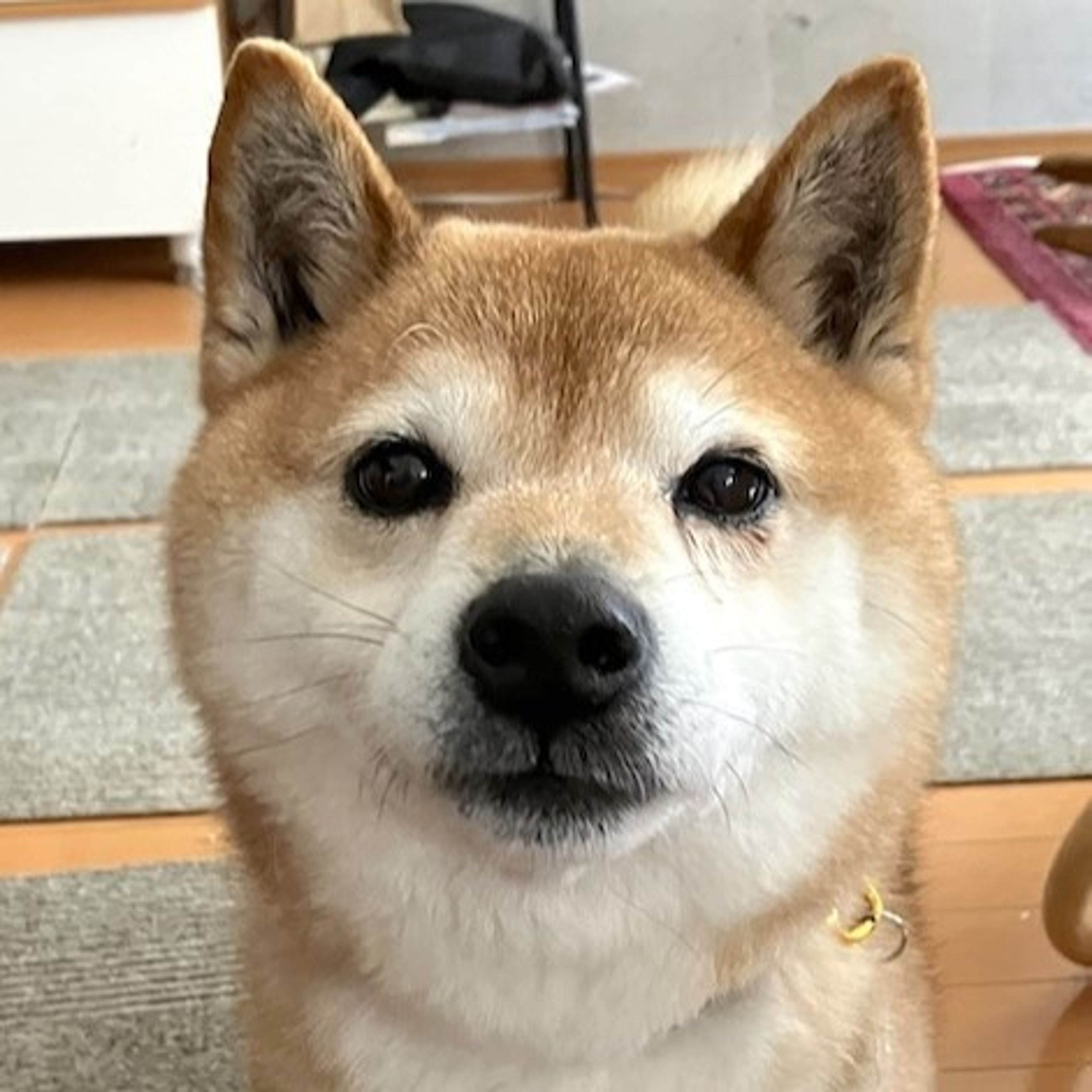 柴犬・オスの里親募集の写真