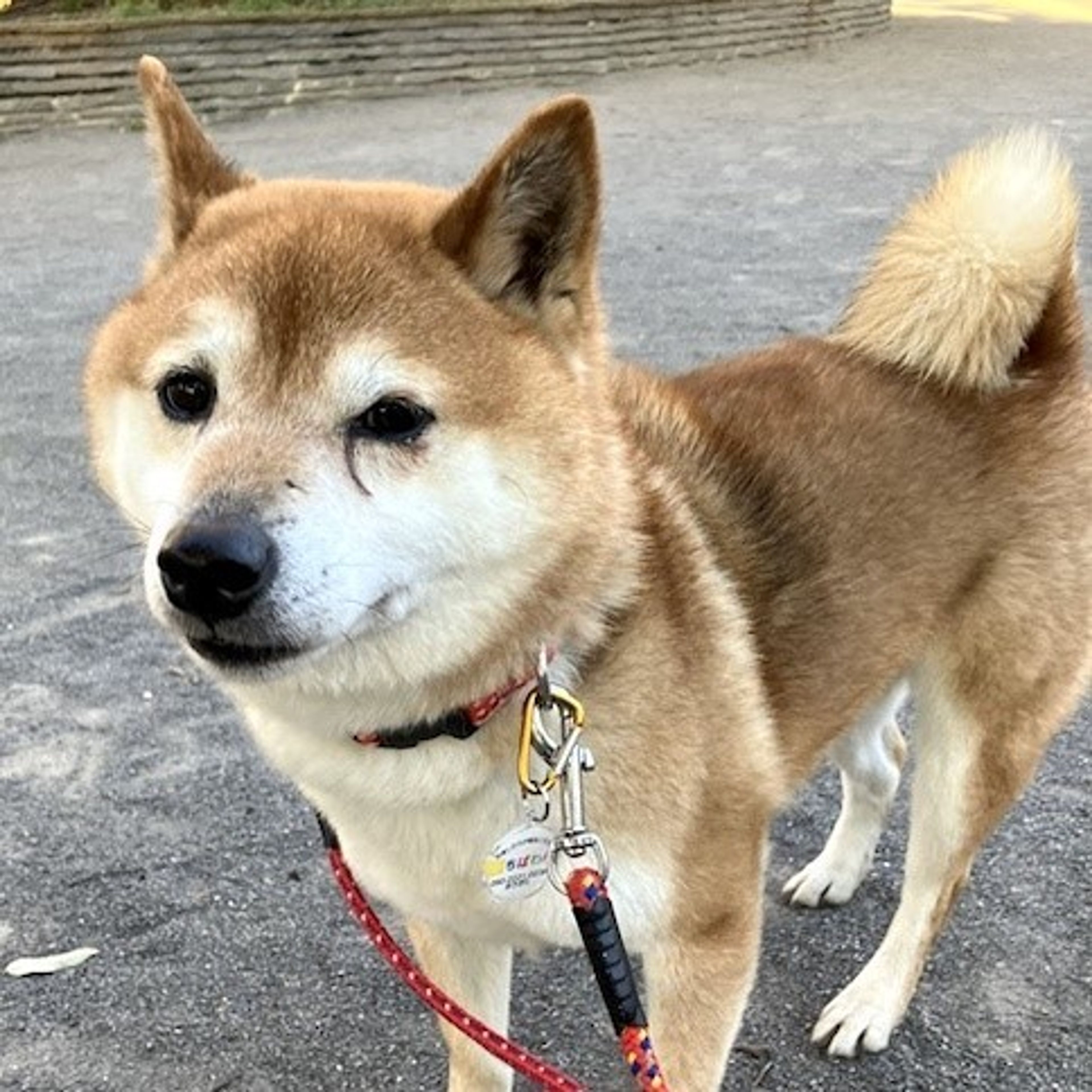 pet-image-2
