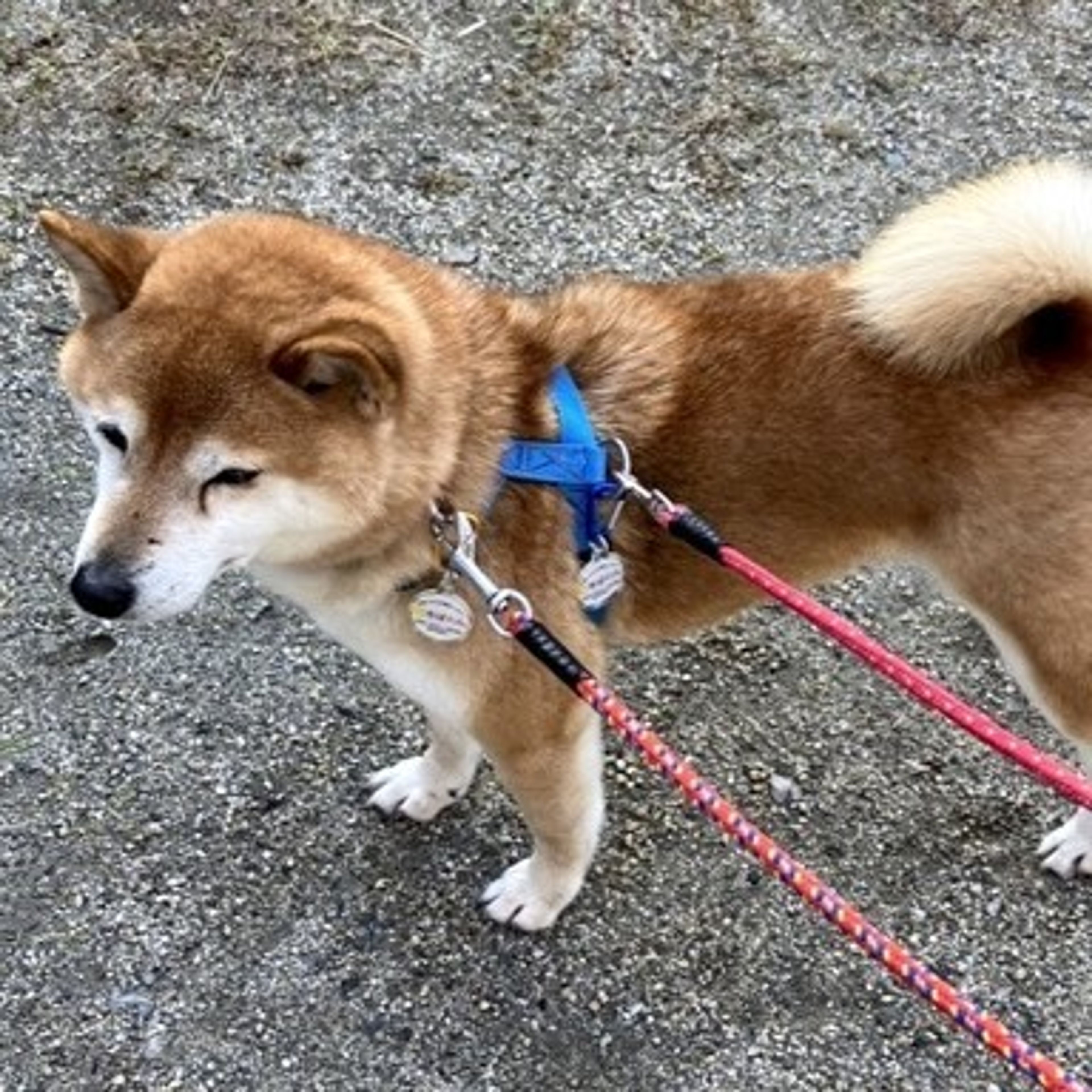 pet-image-4